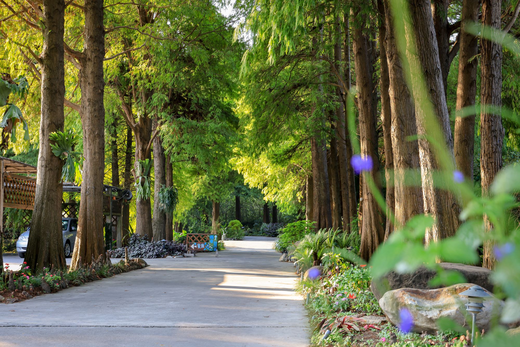 菁芳園 落羽松花園景觀餐廳