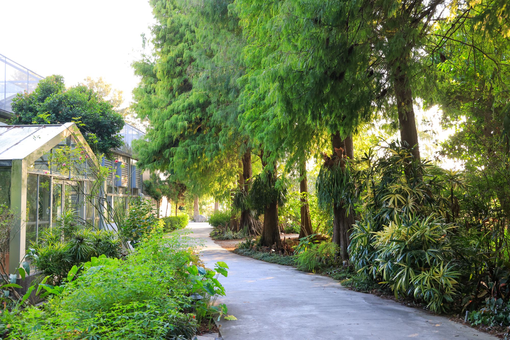 菁芳園 落羽松花園景觀餐廳