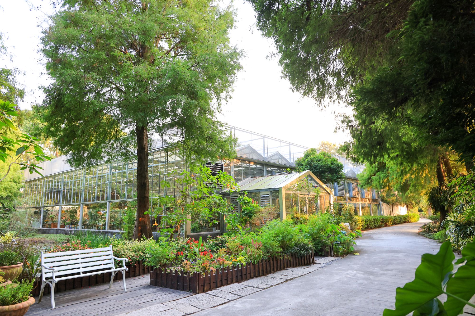 菁芳園 落羽松花園景觀餐廳