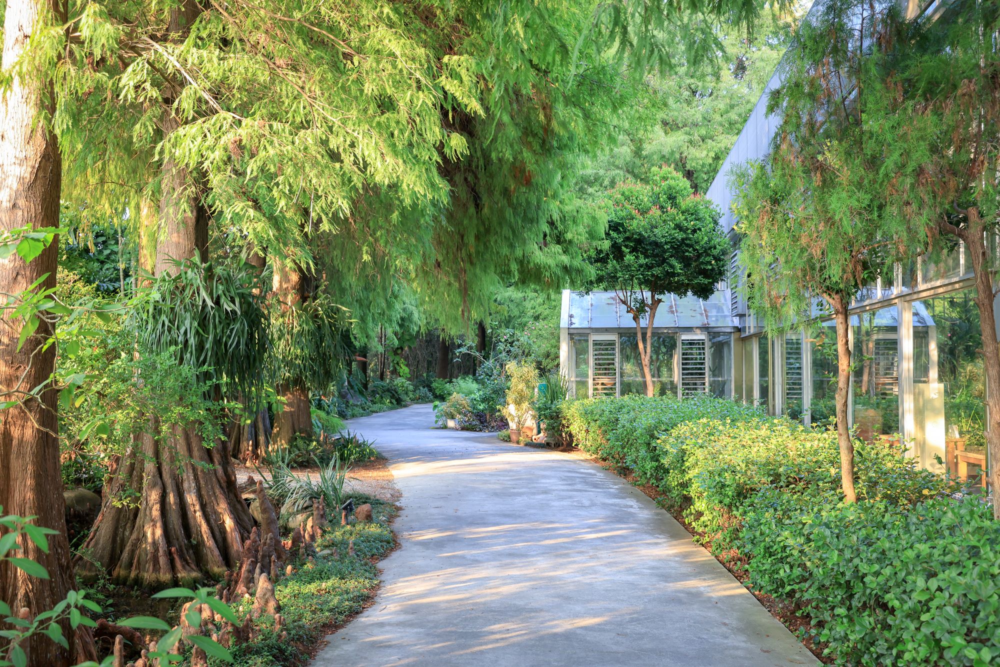 菁芳園 落羽松花園景觀餐廳