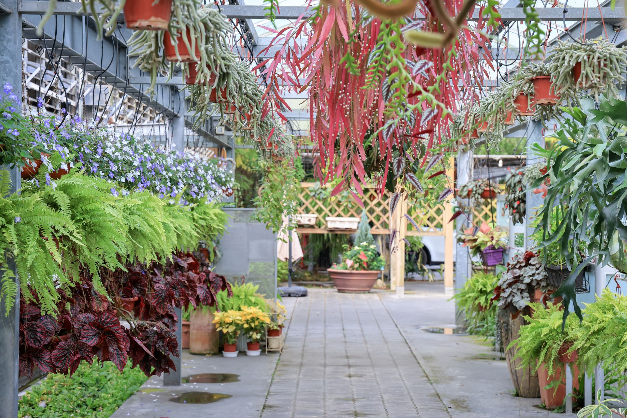 菁芳園 落羽松花園景觀餐廳