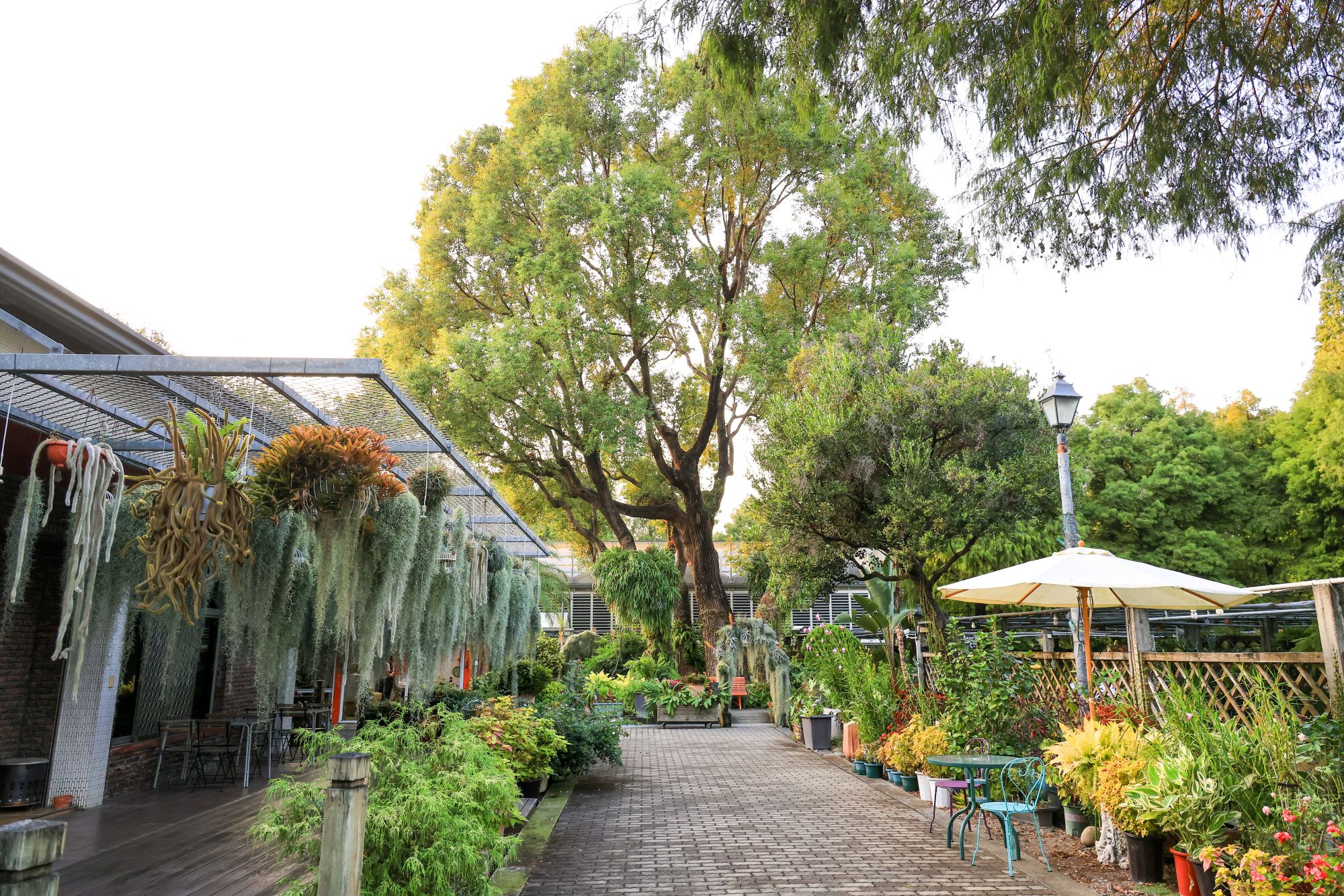 菁芳園 落羽松花園景觀餐廳