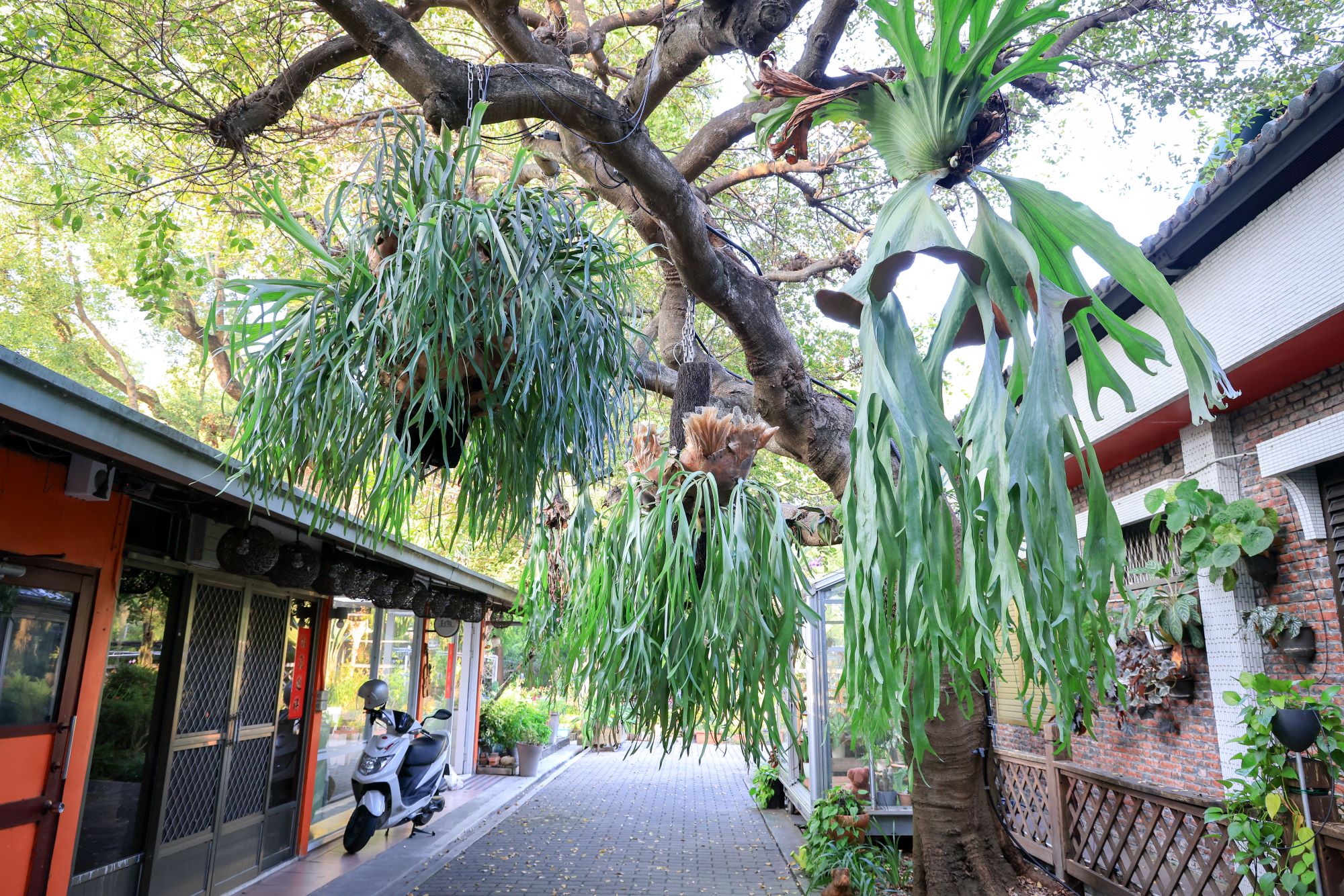 菁芳園 落羽松花園景觀餐廳