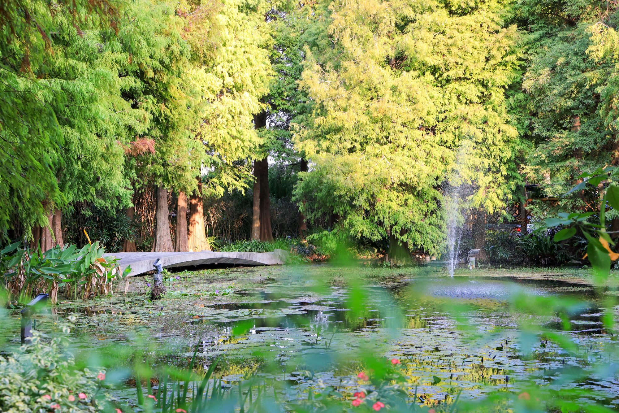 菁芳園 落羽松花園景觀餐廳