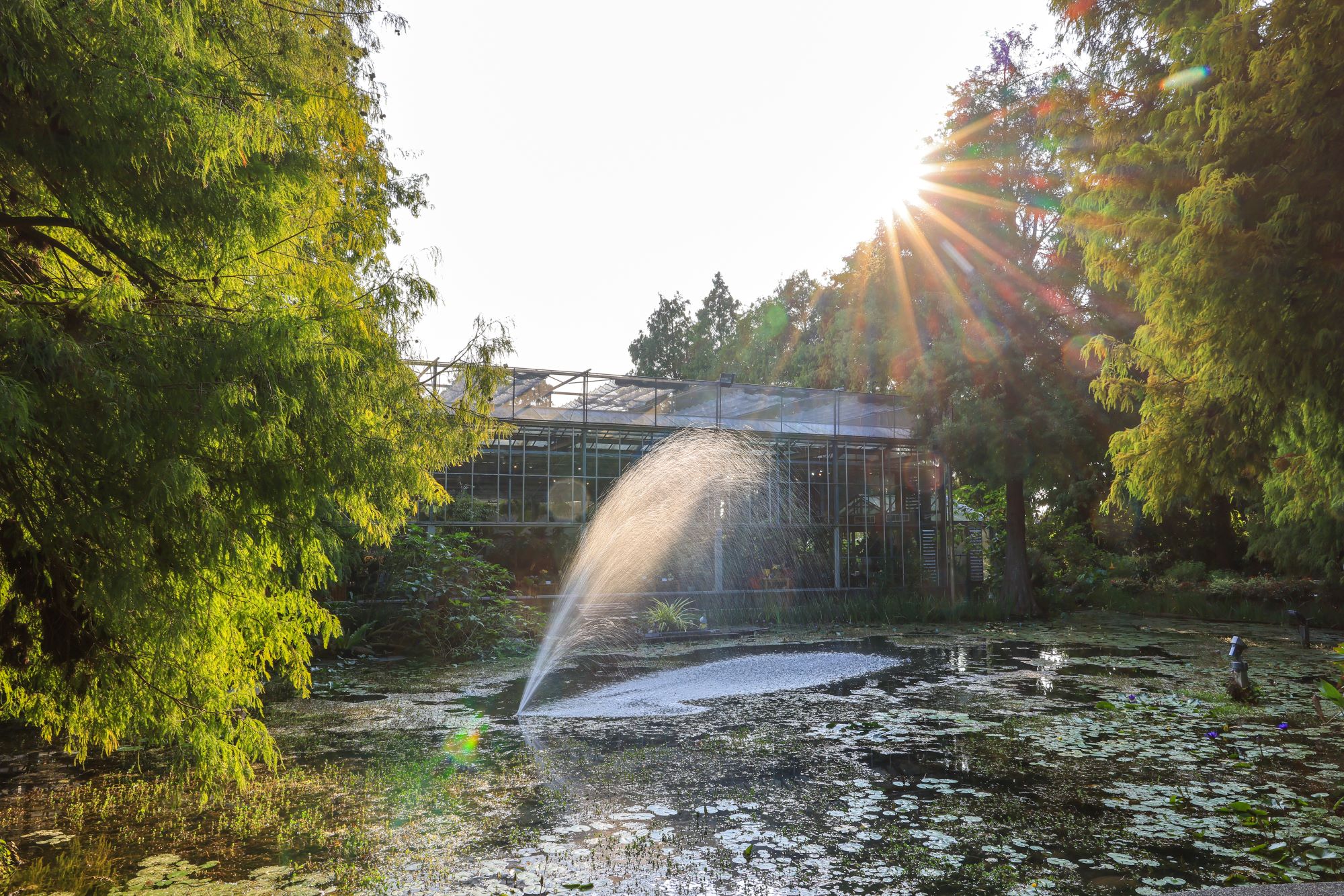 菁芳園 落羽松花園景觀餐廳