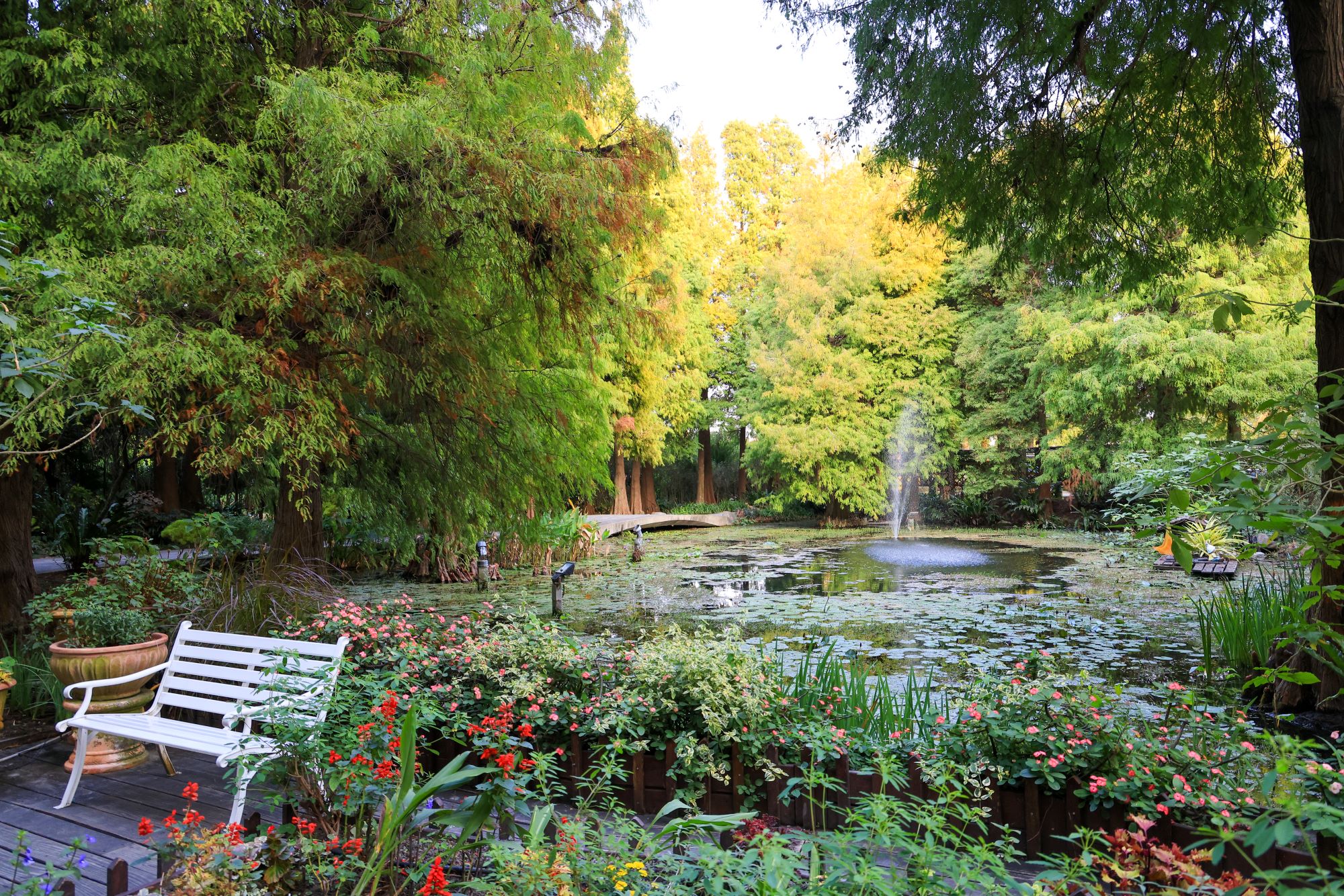 菁芳園 落羽松花園景觀餐廳