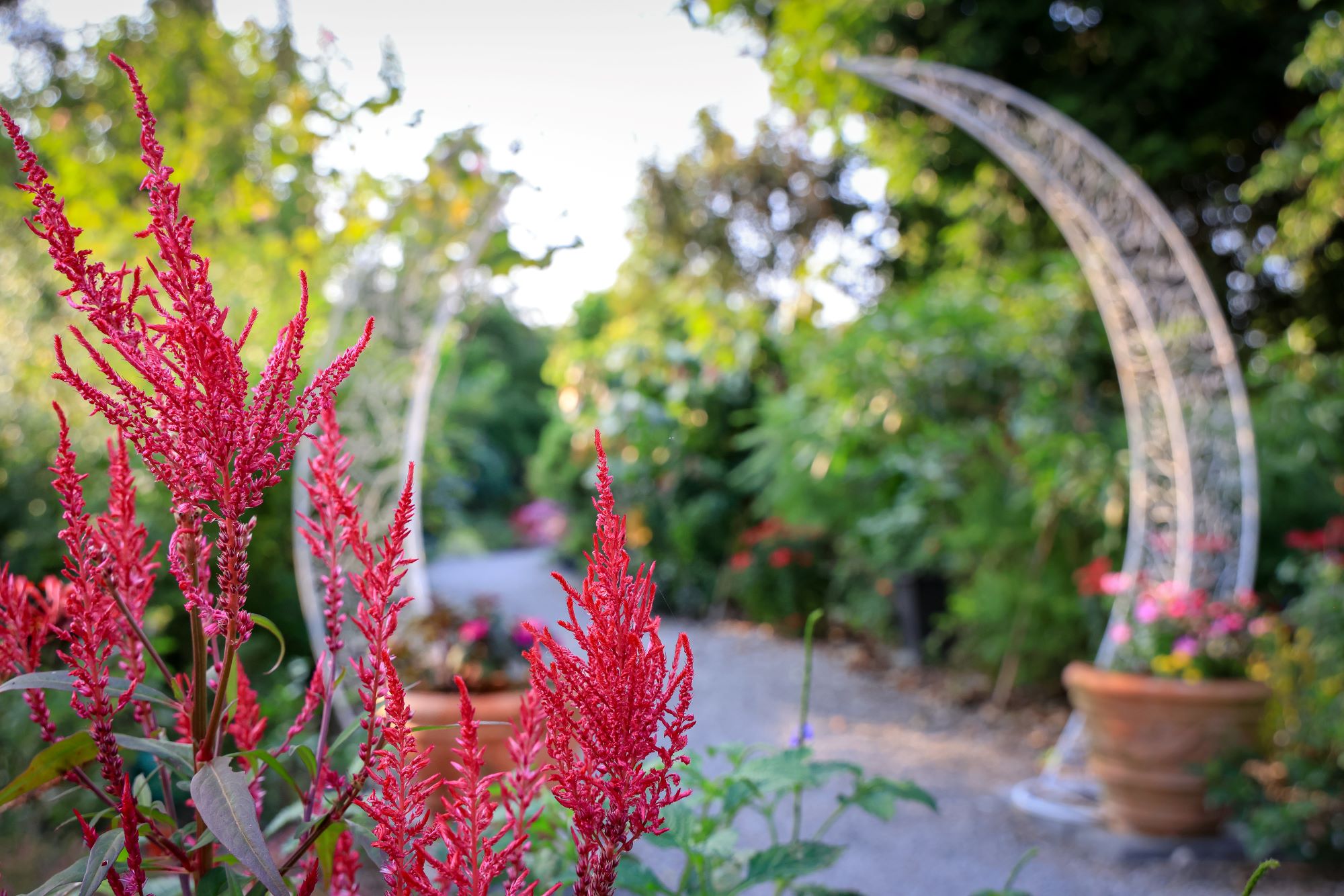 菁芳園 落羽松花園景觀餐廳