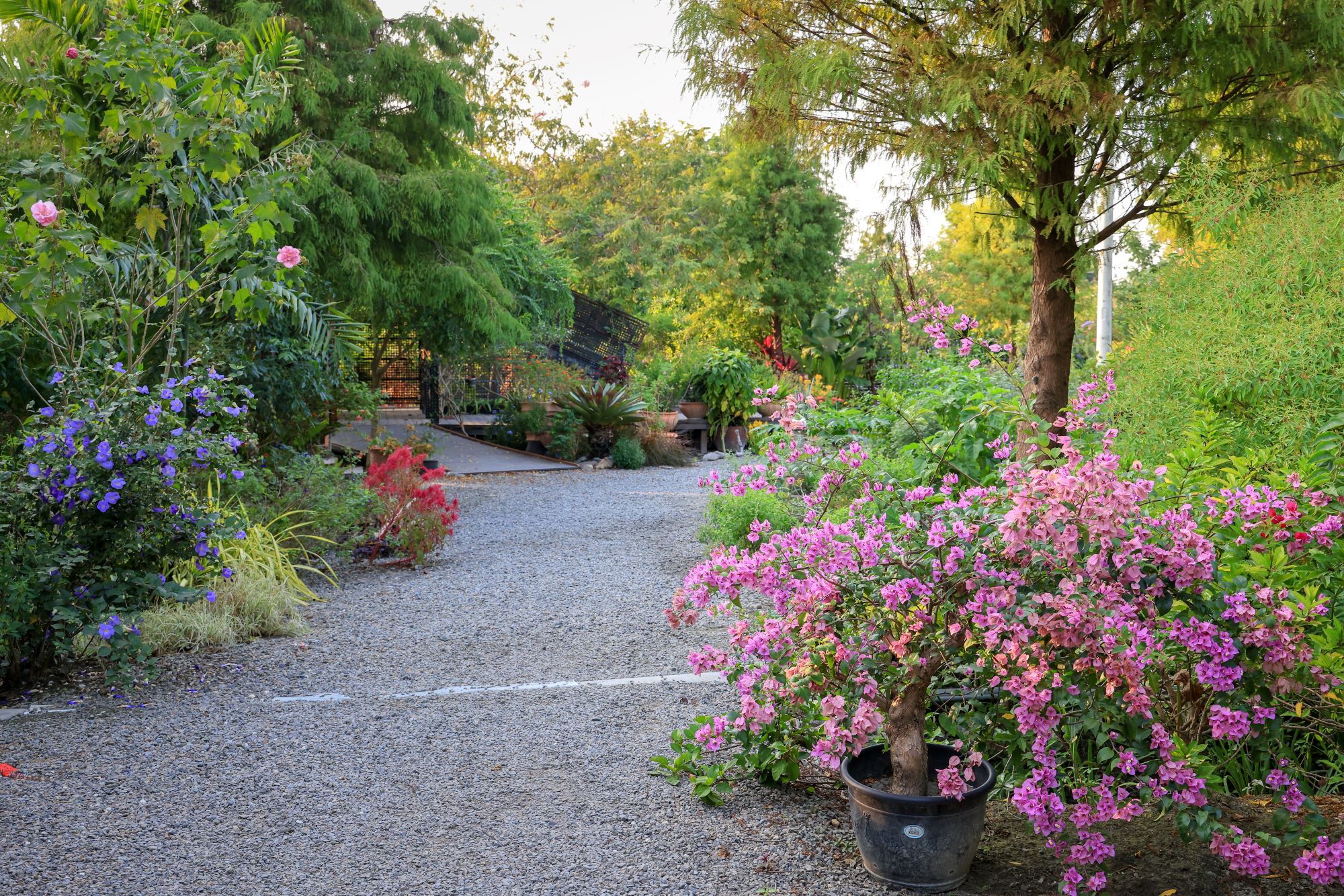 菁芳園 落羽松花園景觀餐廳