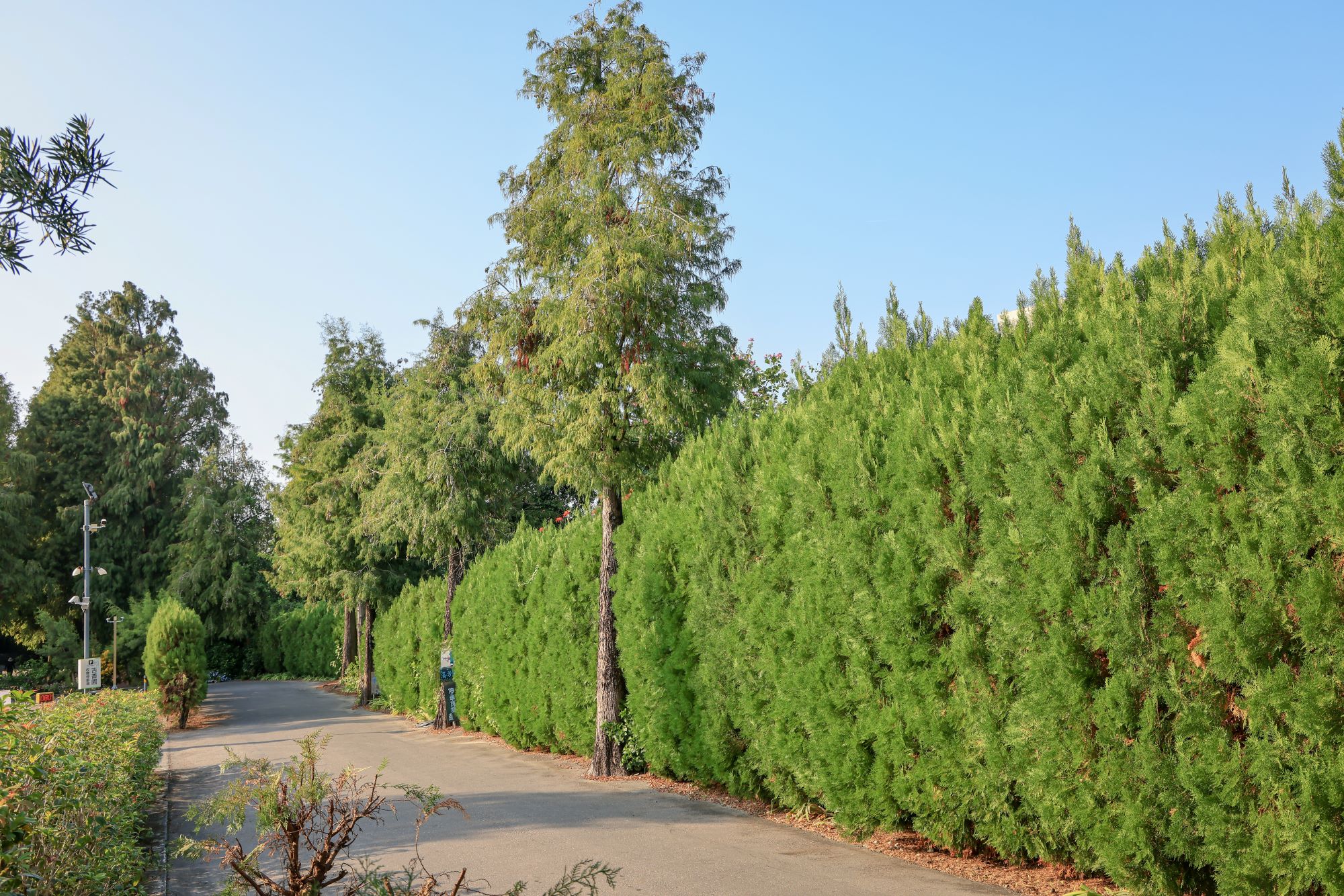 菁芳園 落羽松花園景觀餐廳