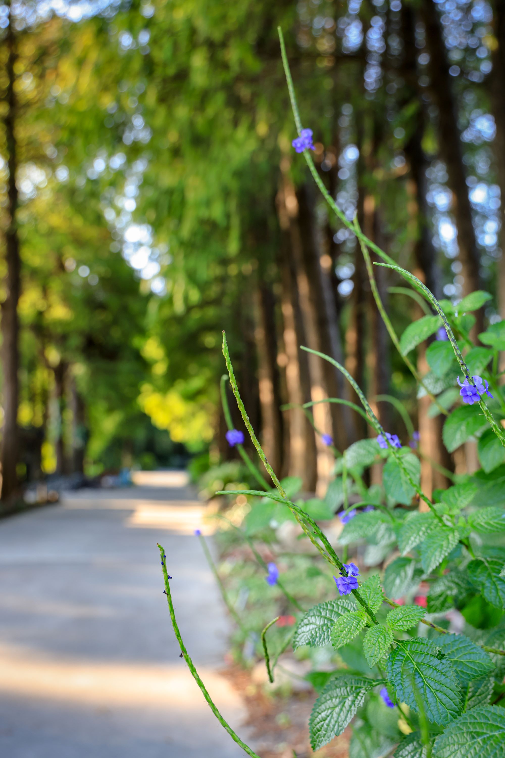 菁芳園 落羽松花園景觀餐廳