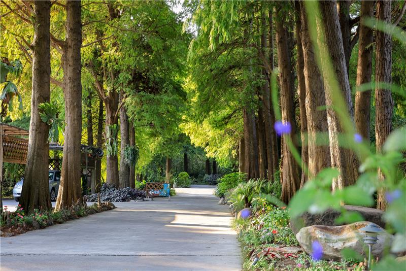 菁芳園 落羽松花園景觀餐廳