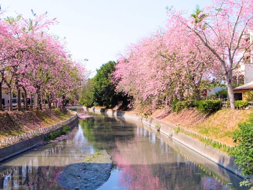 心花朵朵開～秋遊彰化賞花趣