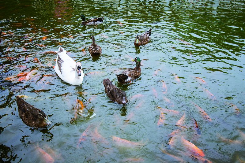 楊橋公園的鴨子