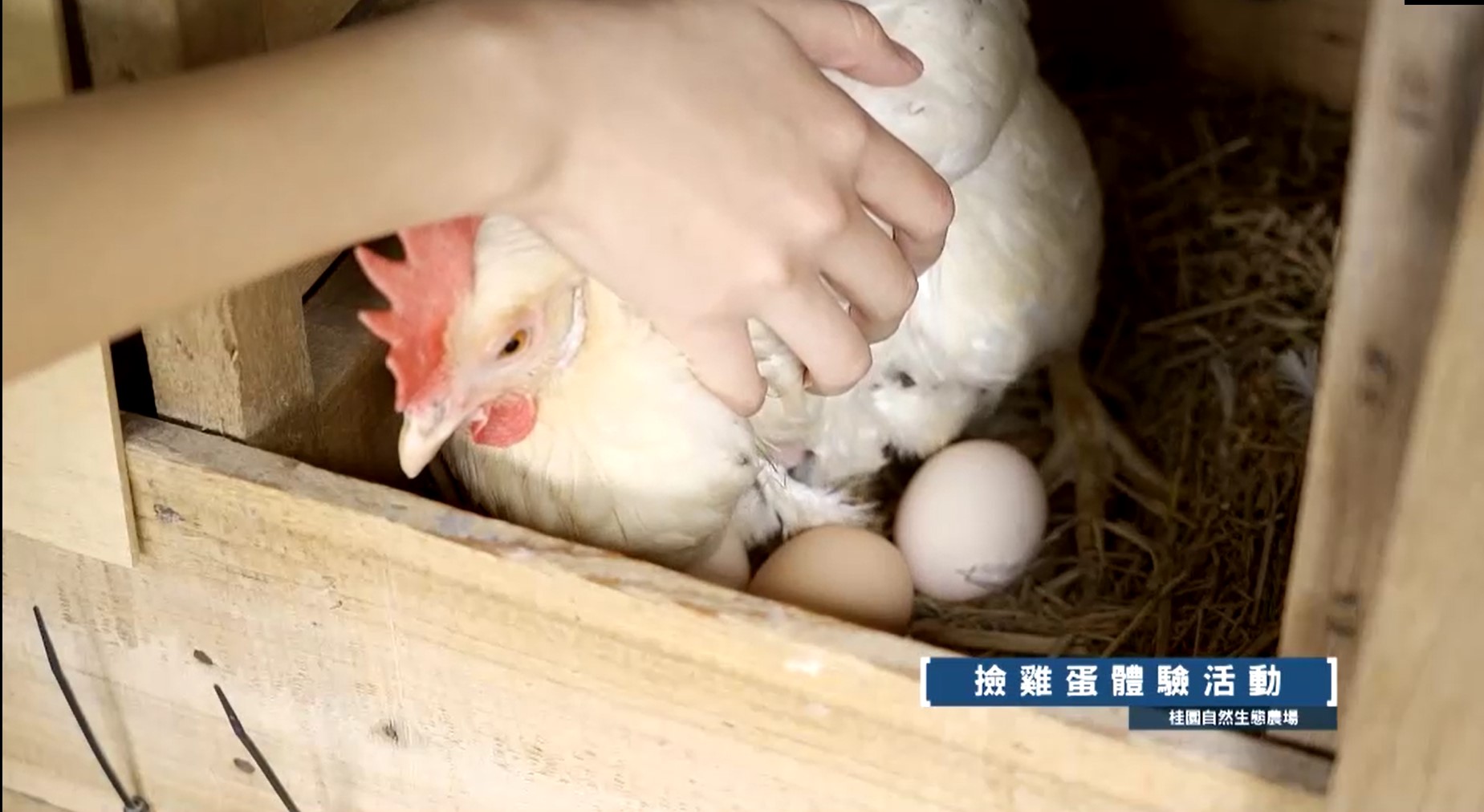 桂園生態休閒農場撿雞蛋體驗