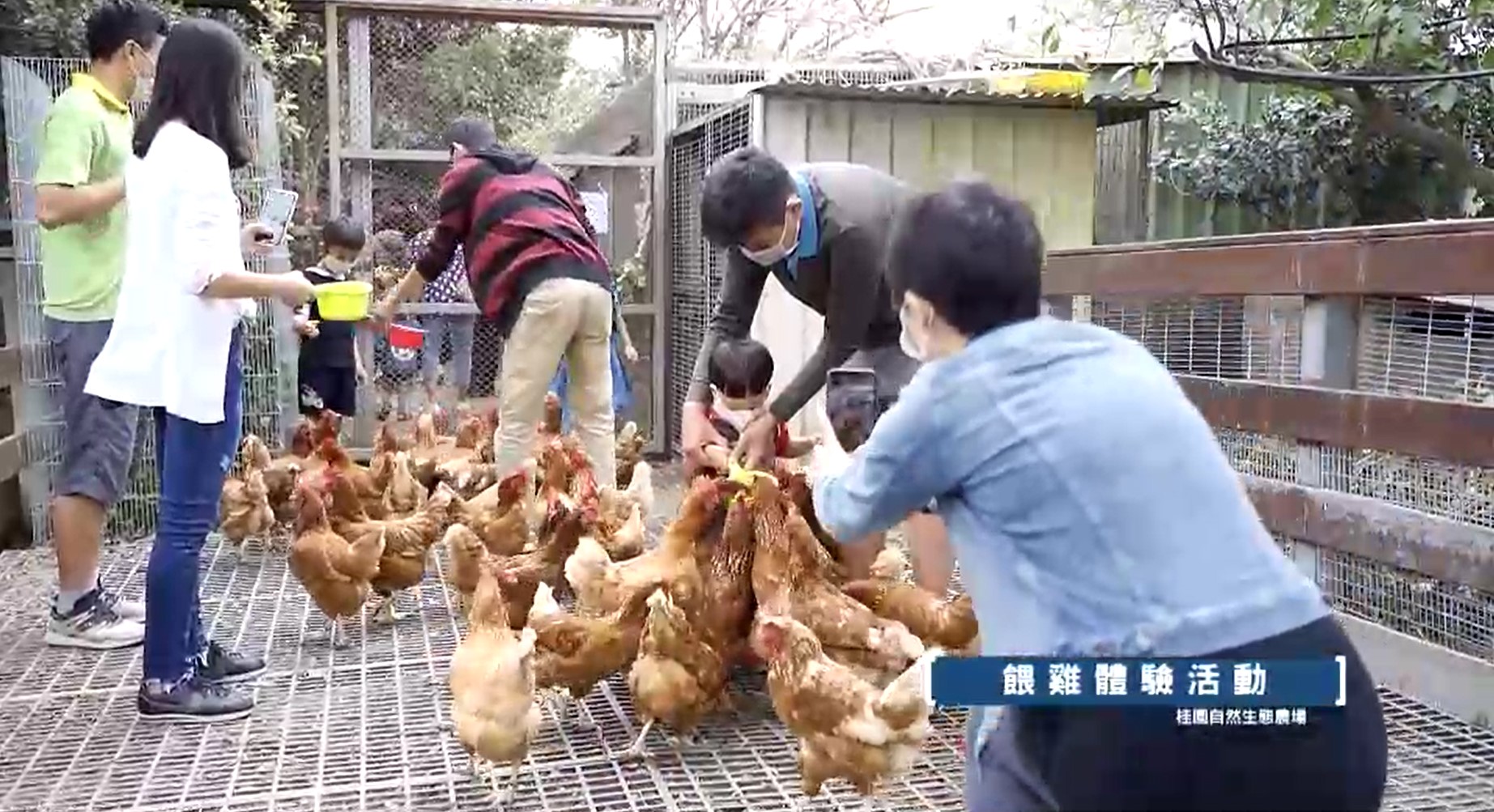 桂園生態休閒農場餵雞體驗 與雞同樂，零距離接觸餵雞體驗
