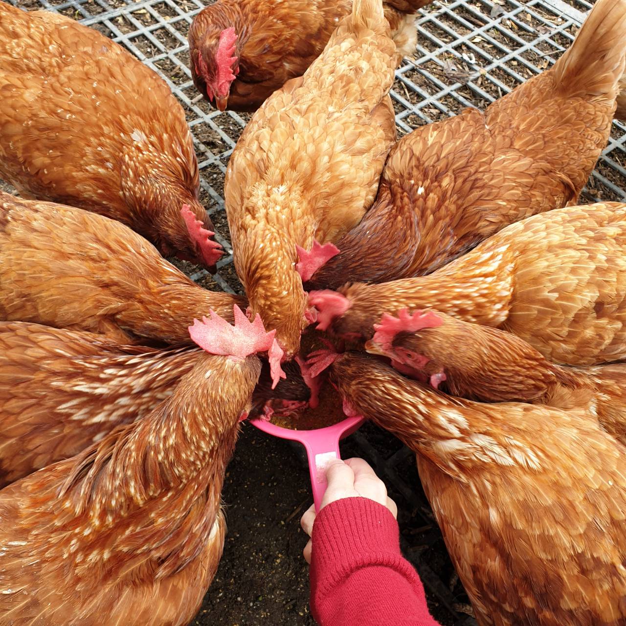 桂園生態休閒農場餵雞體驗 與雞同樂，零距離接觸餵雞體驗