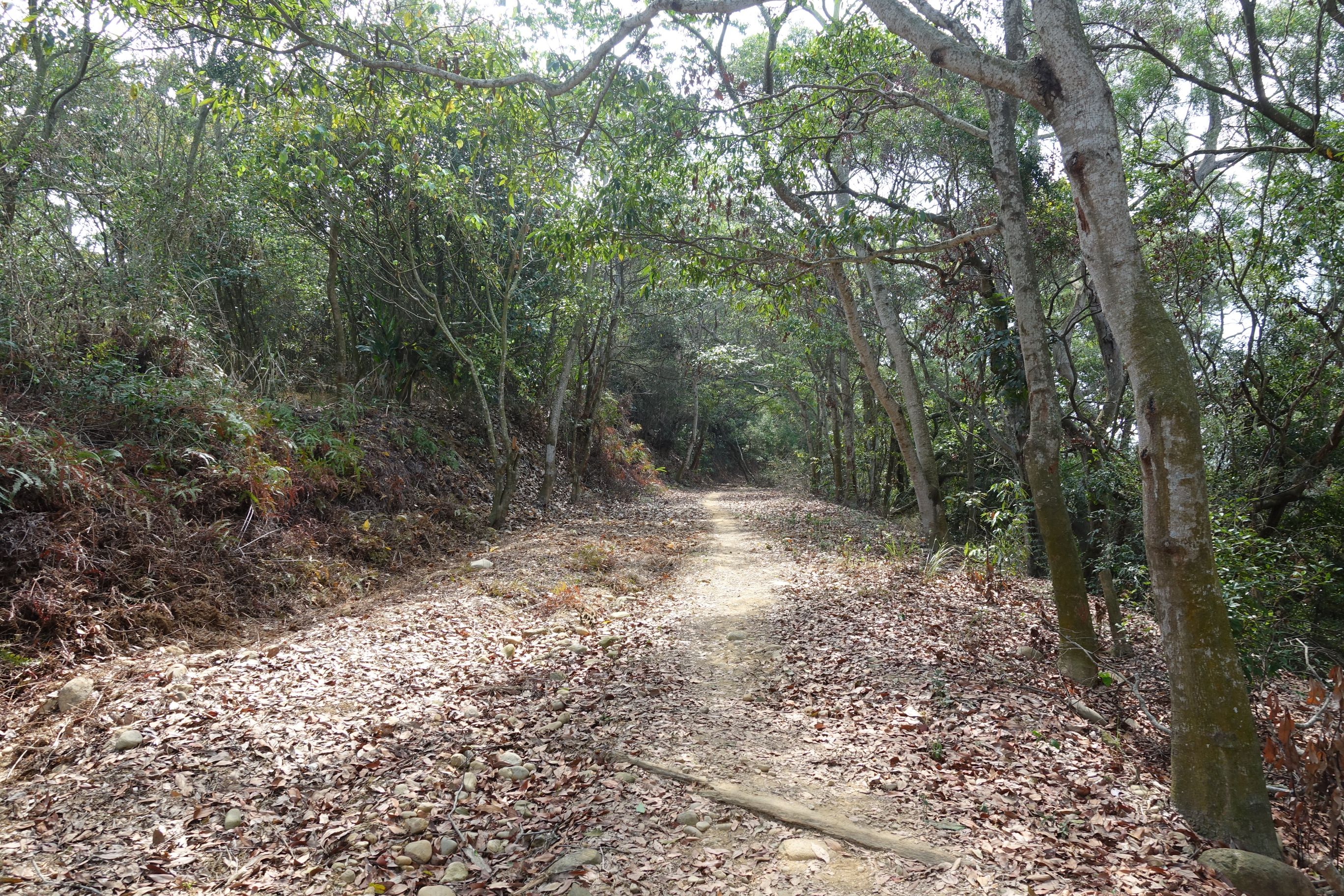 3彰化端步道沿線林木景觀