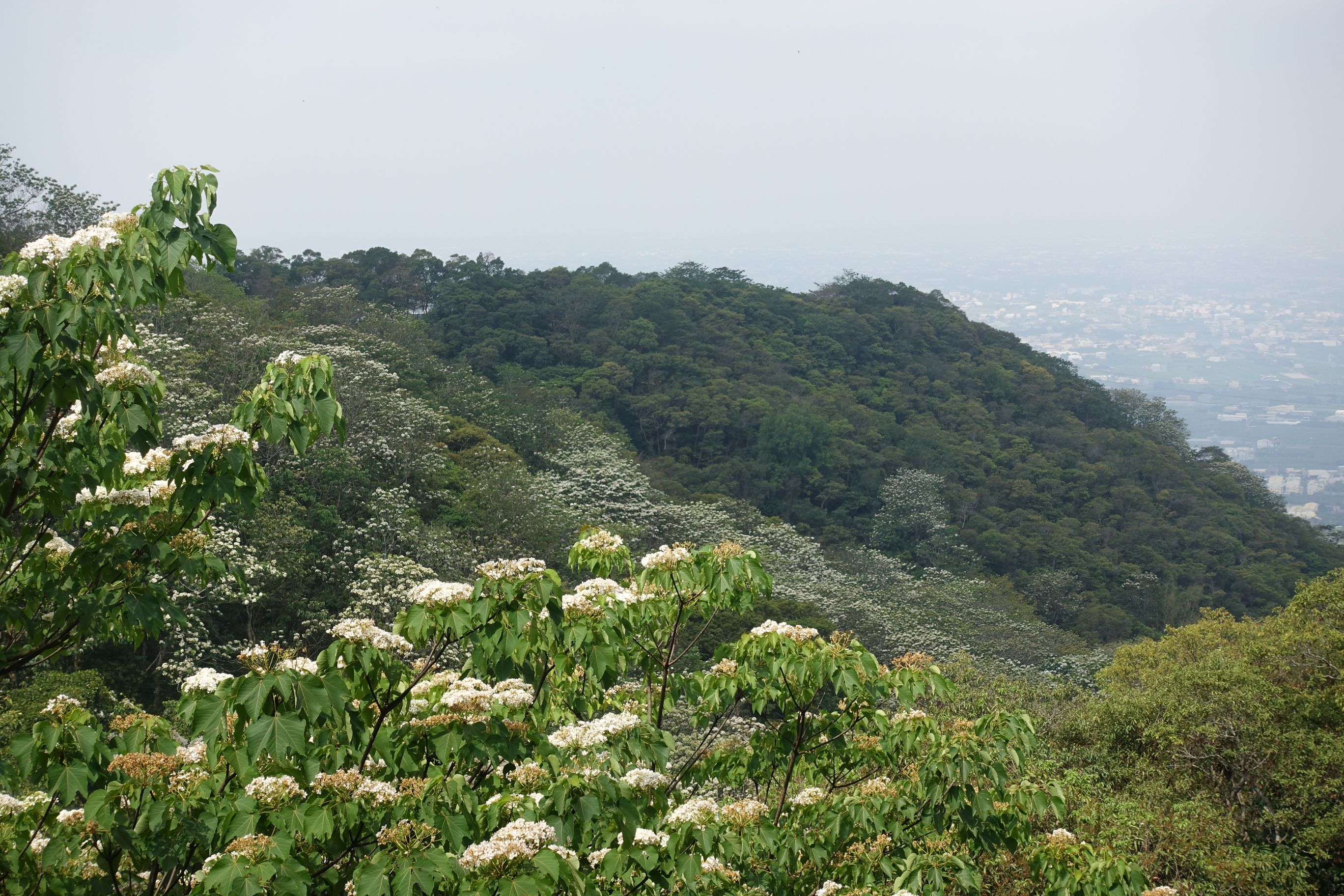 藤山步道圖片