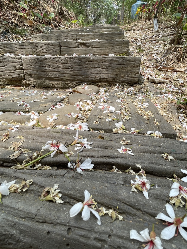 漫步於木棧步道上雪花般飄落的白花，景色優美