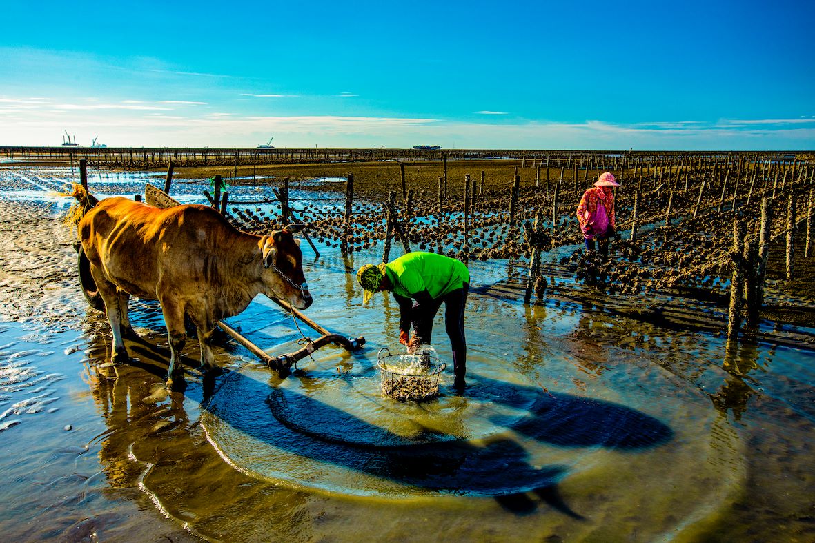 彰化海牛採蚵生態旅遊