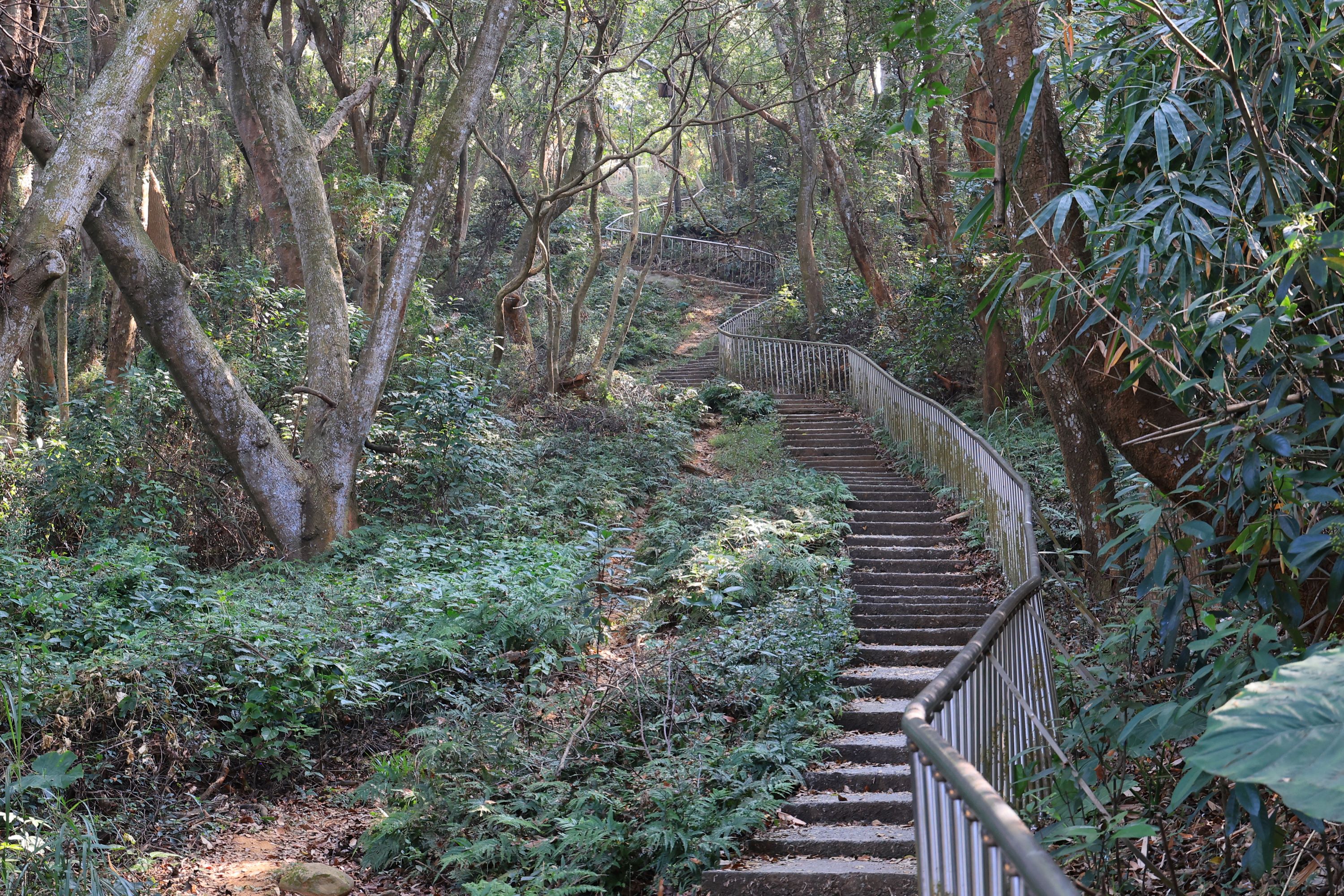  田中森林公園登山步道