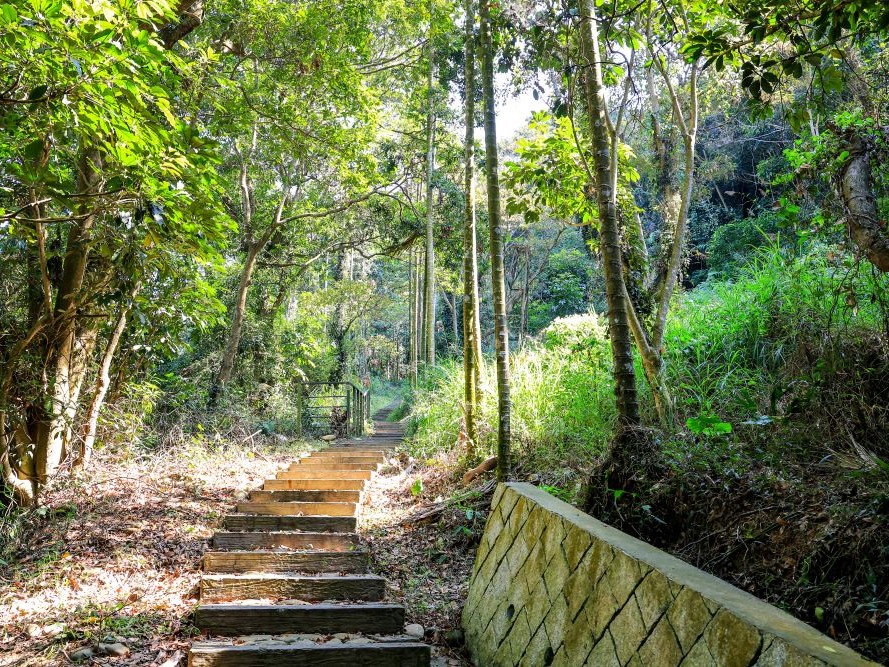 坑內坑森林步道圖片