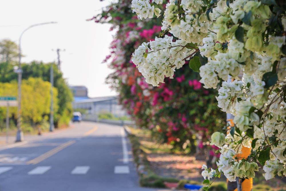 九重葛花海