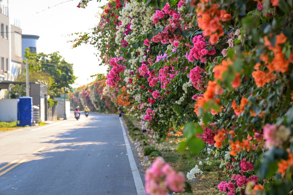 九重葛花海