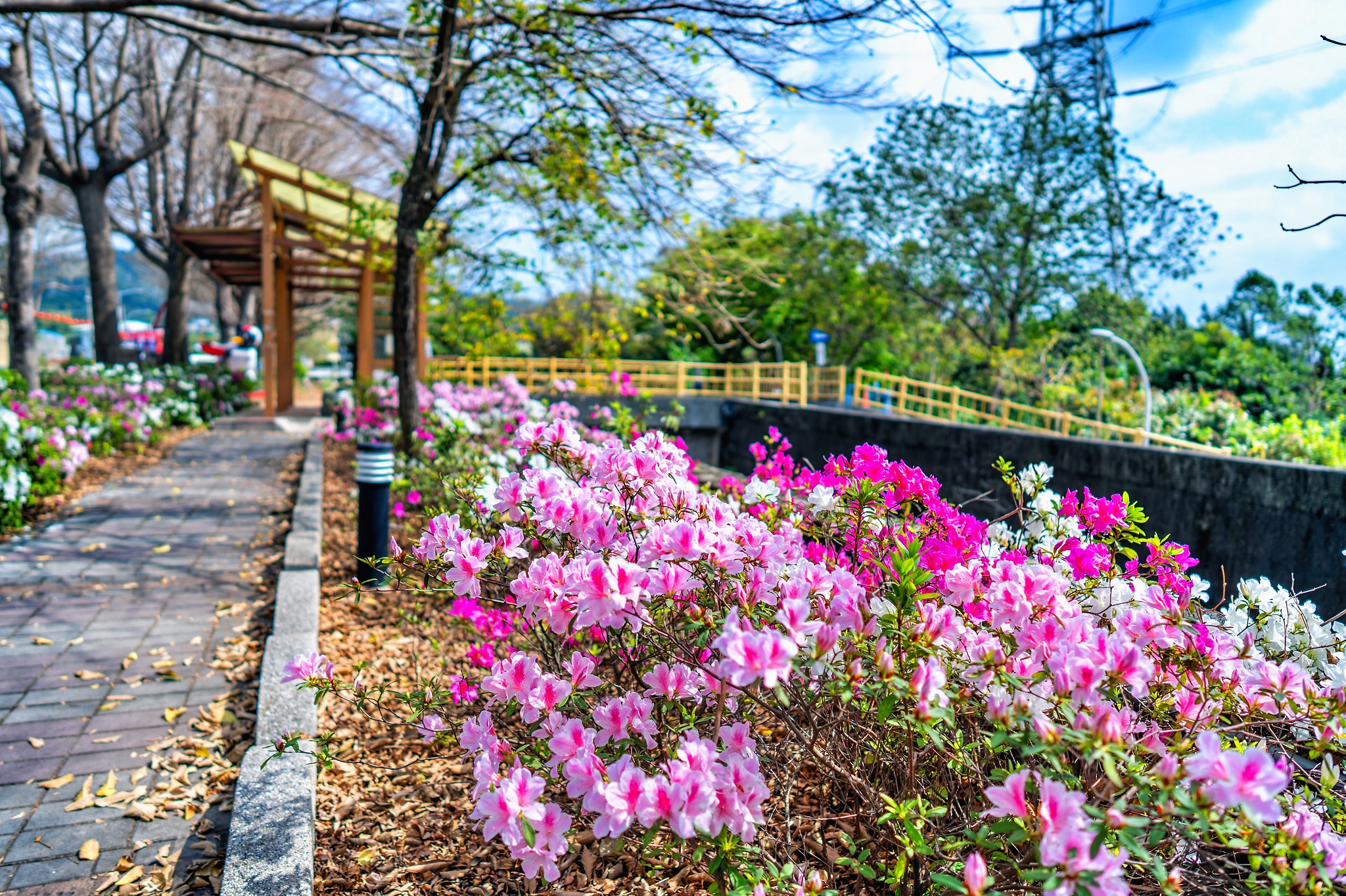 社頭杜鵑花大道