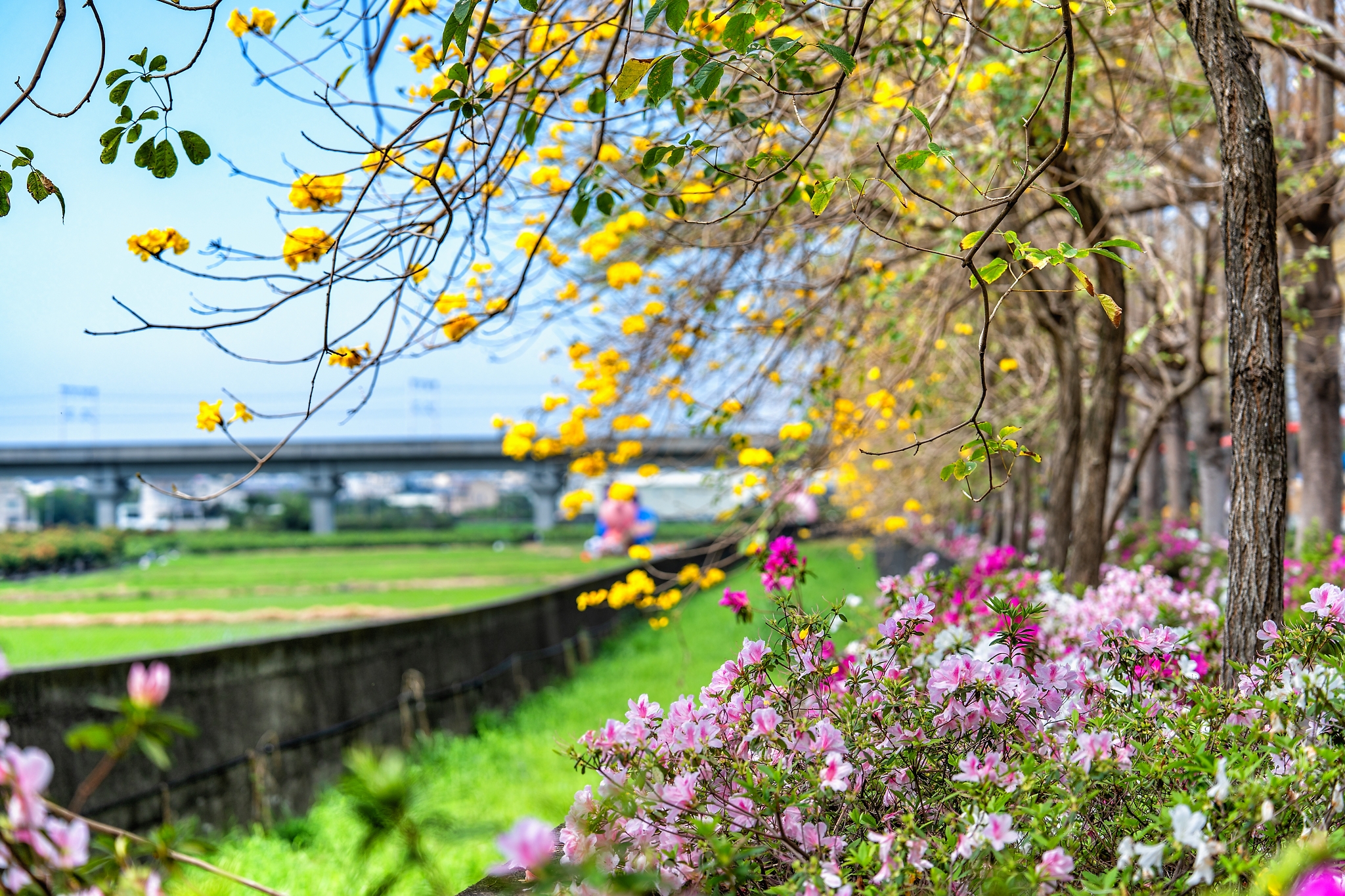 社頭杜鵑花大道