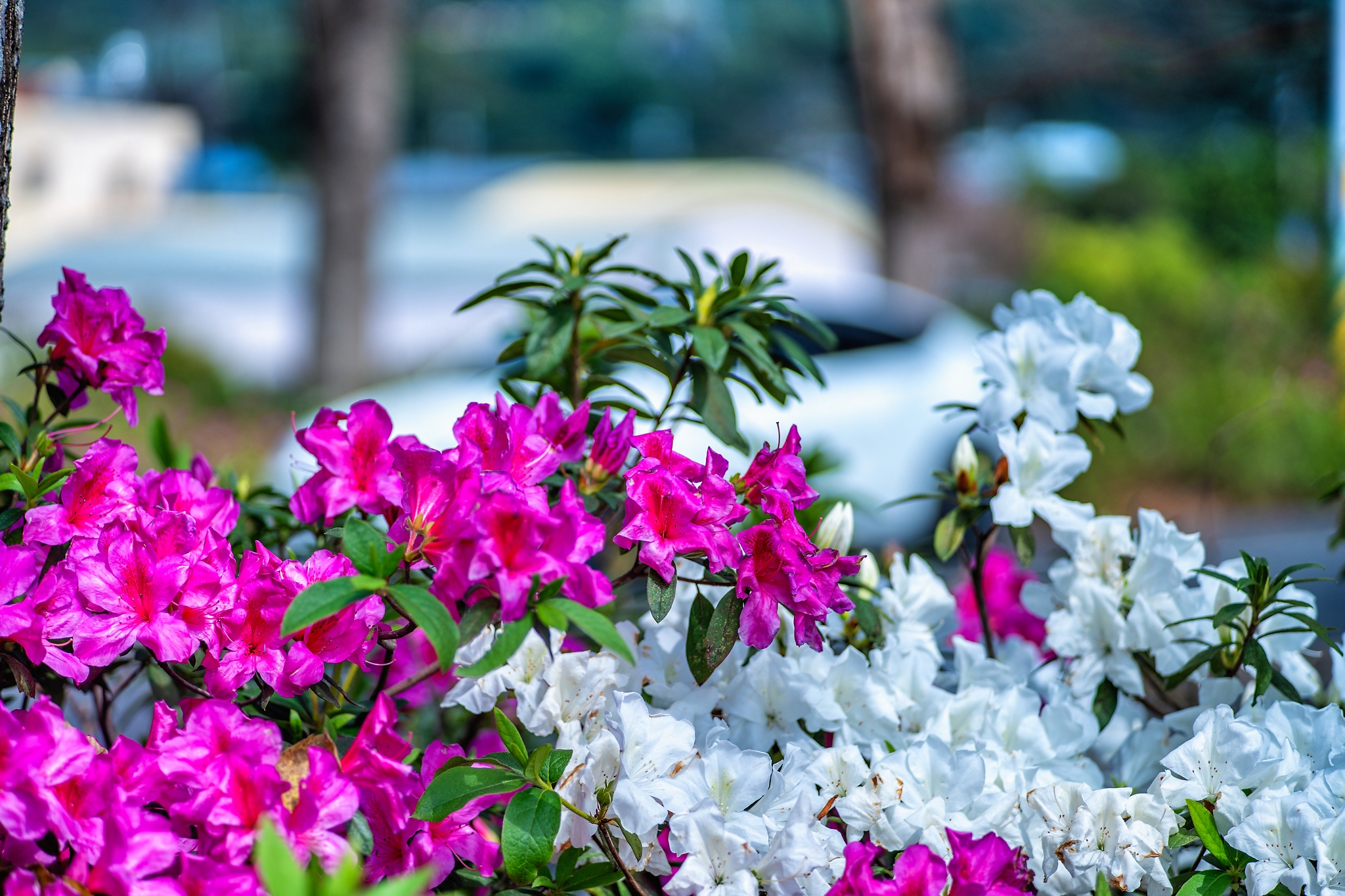 社頭杜鵑花大道