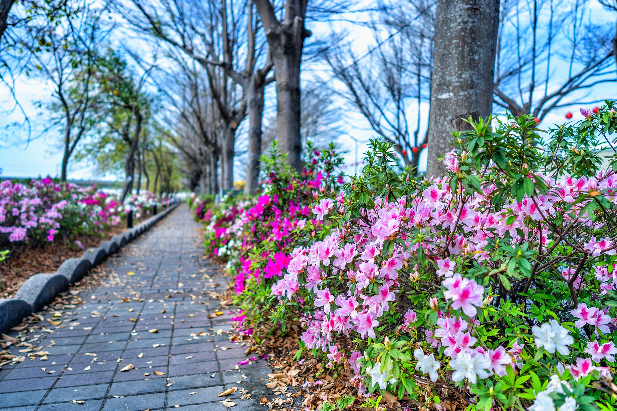 社頭杜鵑花大道