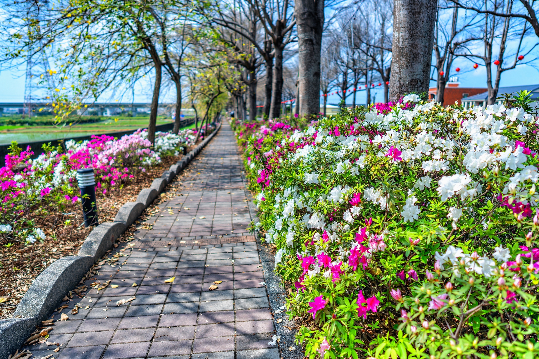 社頭杜鵑花大道