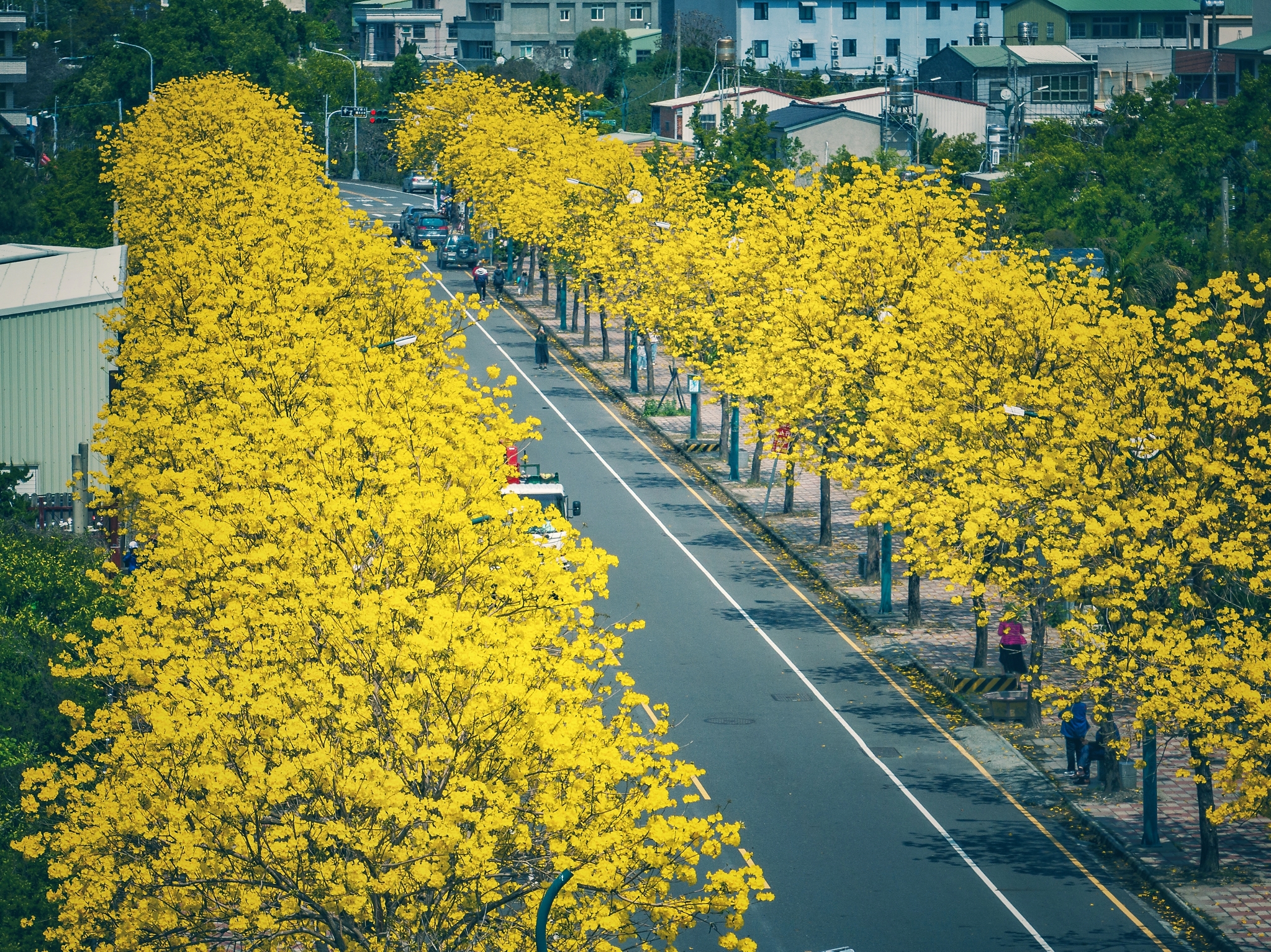 田尾公路花園