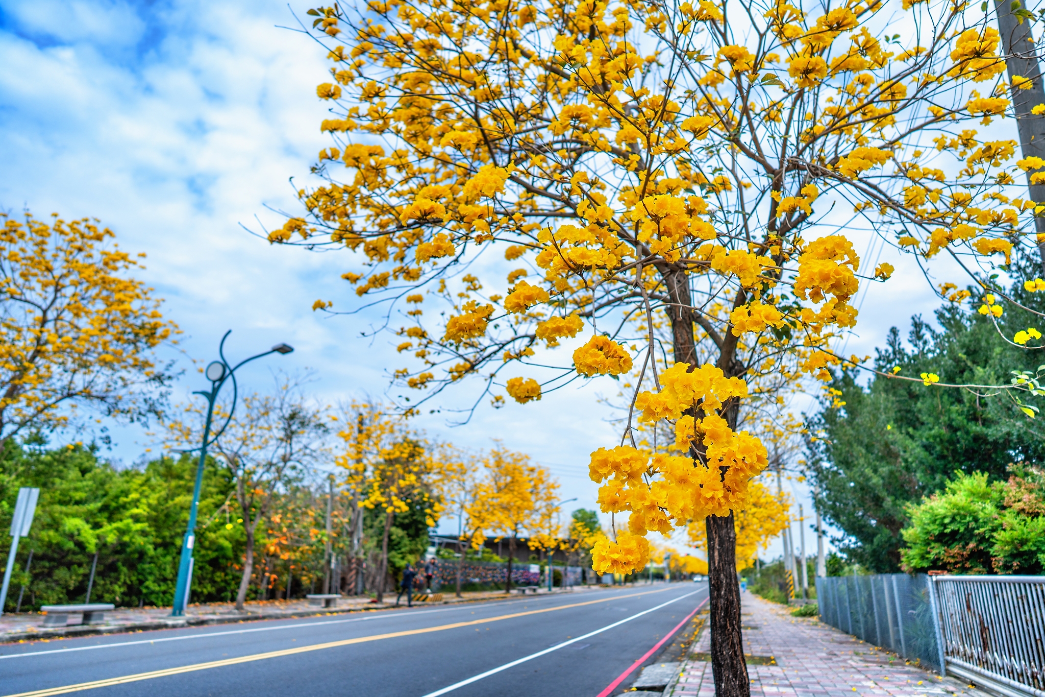 田尾公路花園