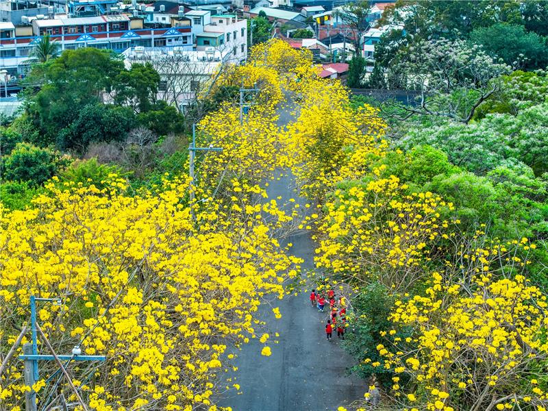 坑內坑森林步道