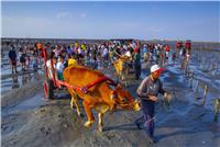 彰化海牛採蚵生態旅遊