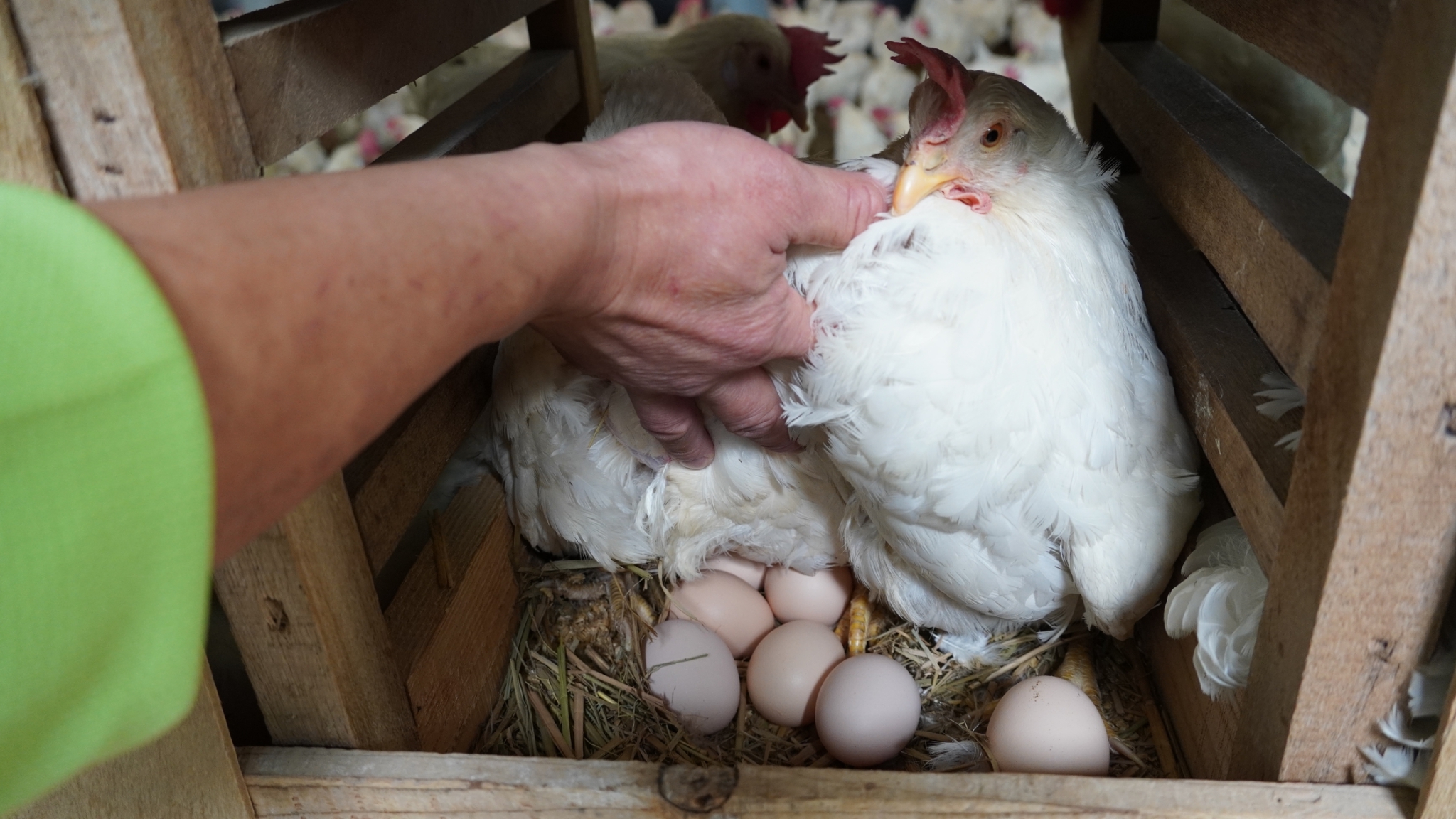 珠寶般璀璨的雞蛋－桂園自然生態農場