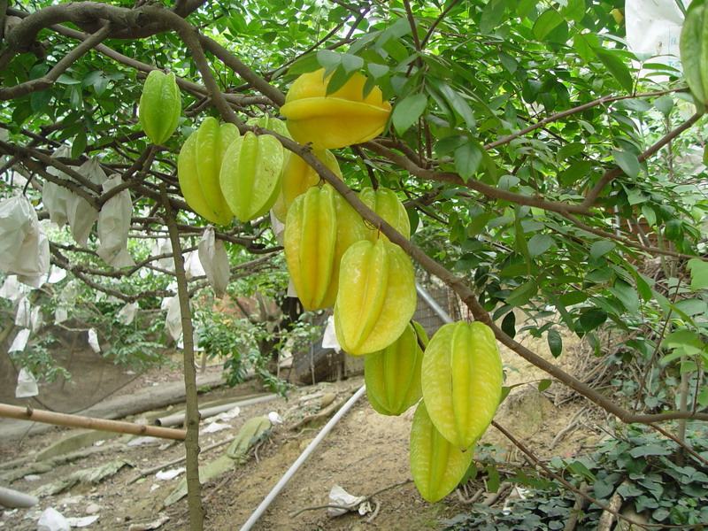 楊桃園休閒農場（花壇鄉）