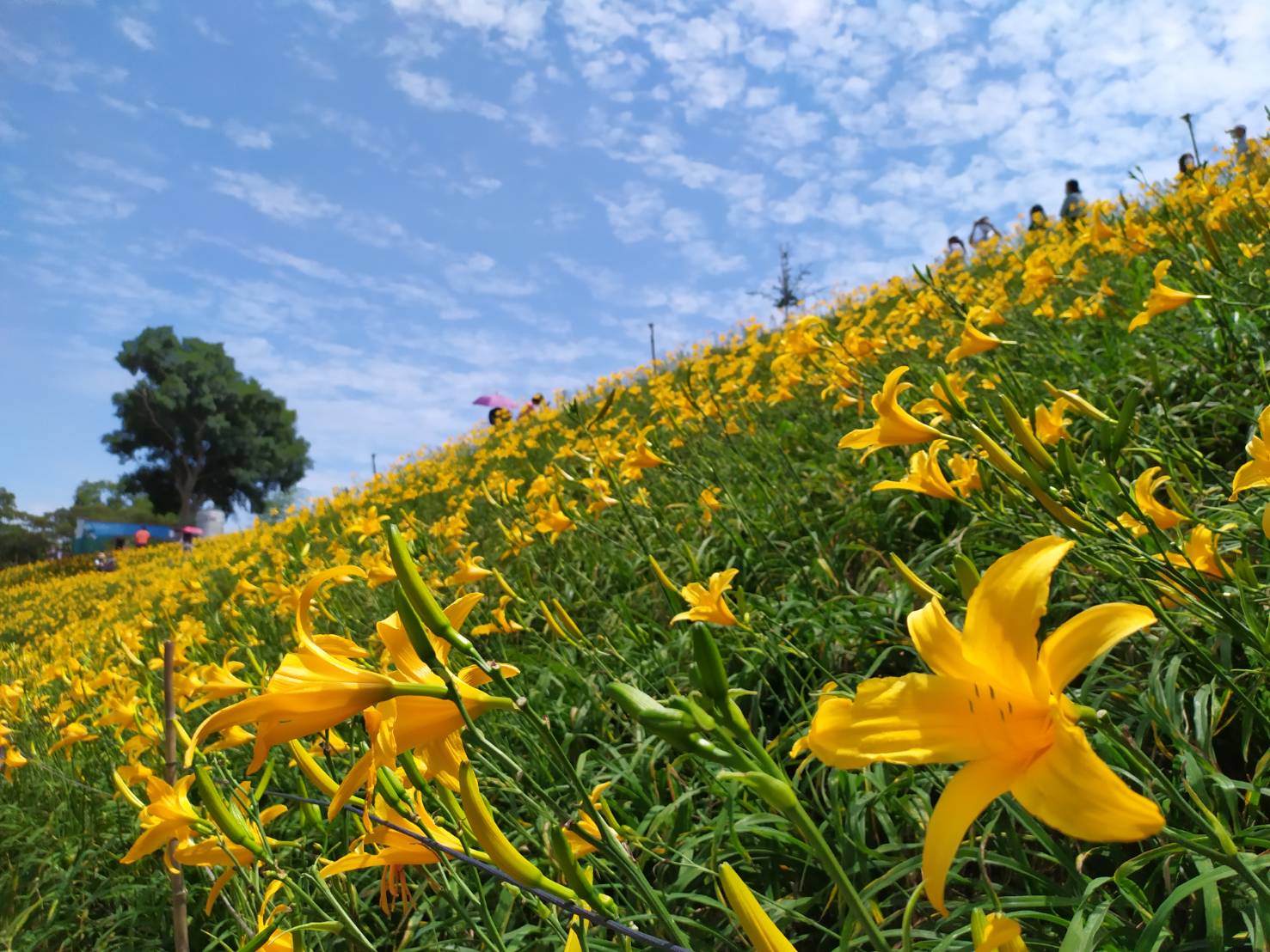 非你茉屬小旅行