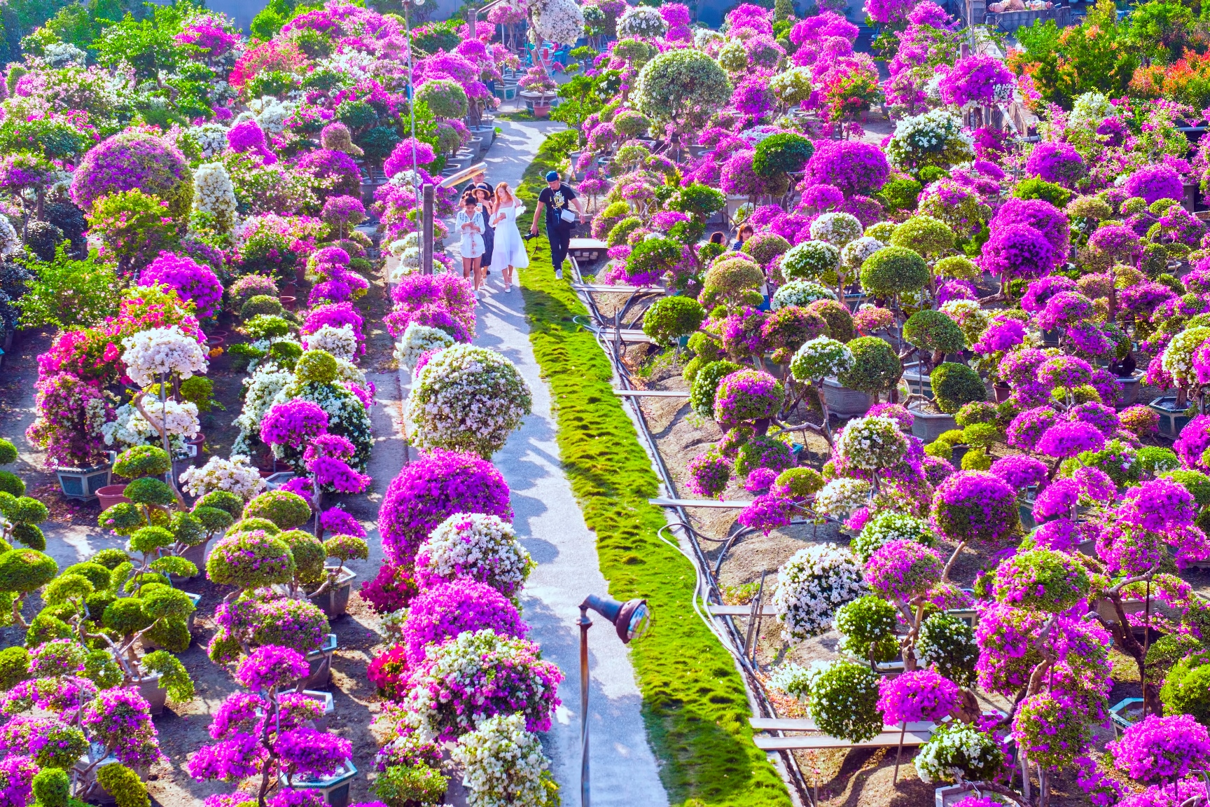 田尾公路花園