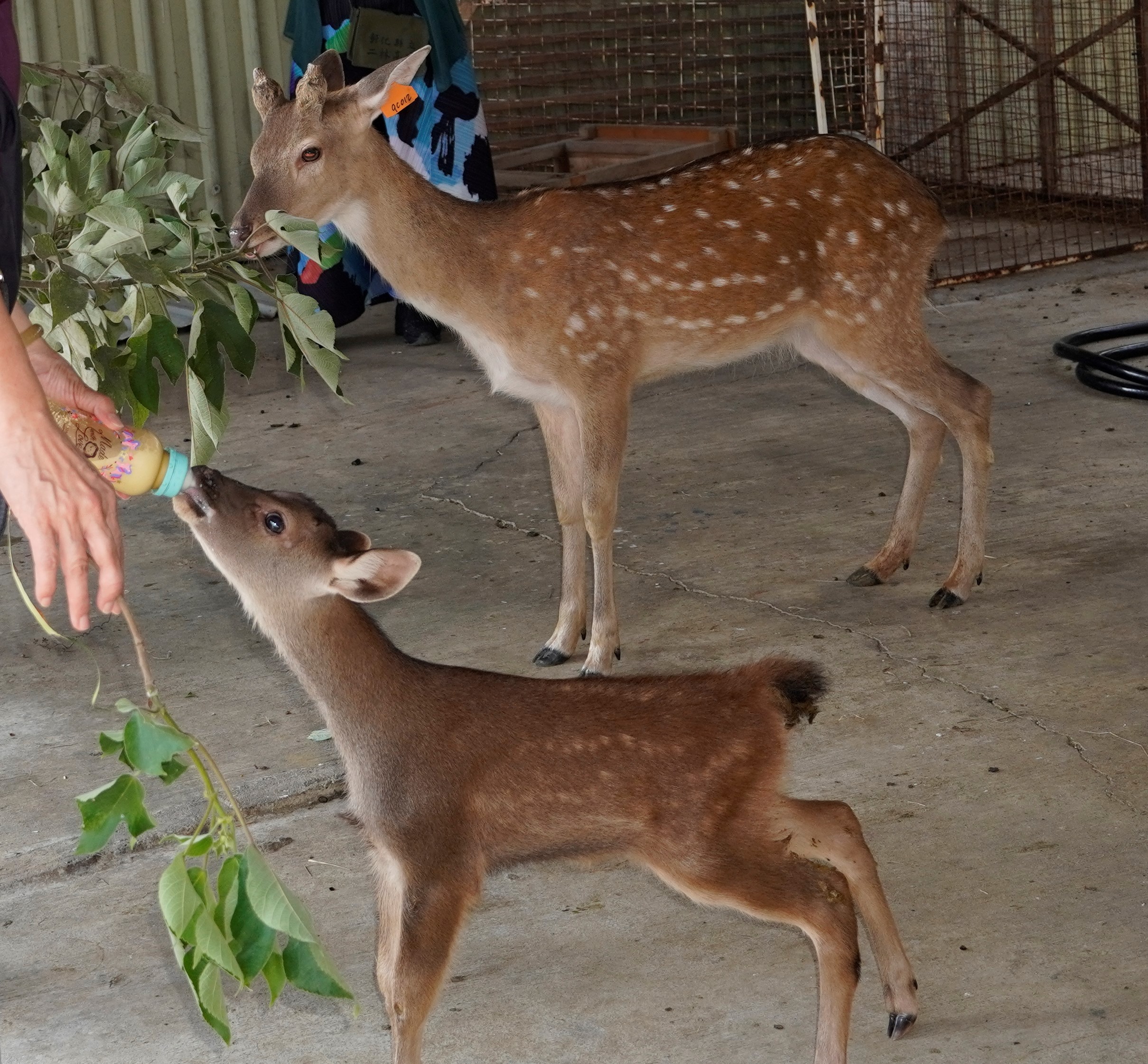 二林鹿世界觀光牧場