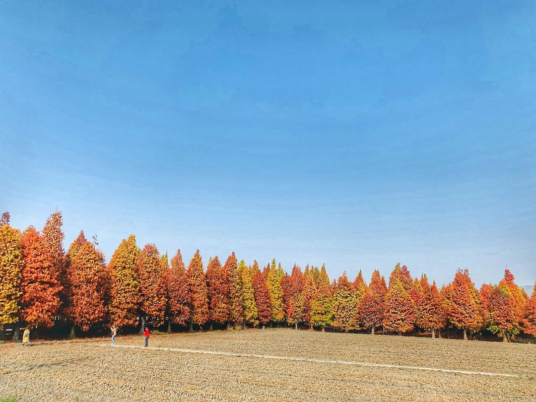 大村落羽松大道