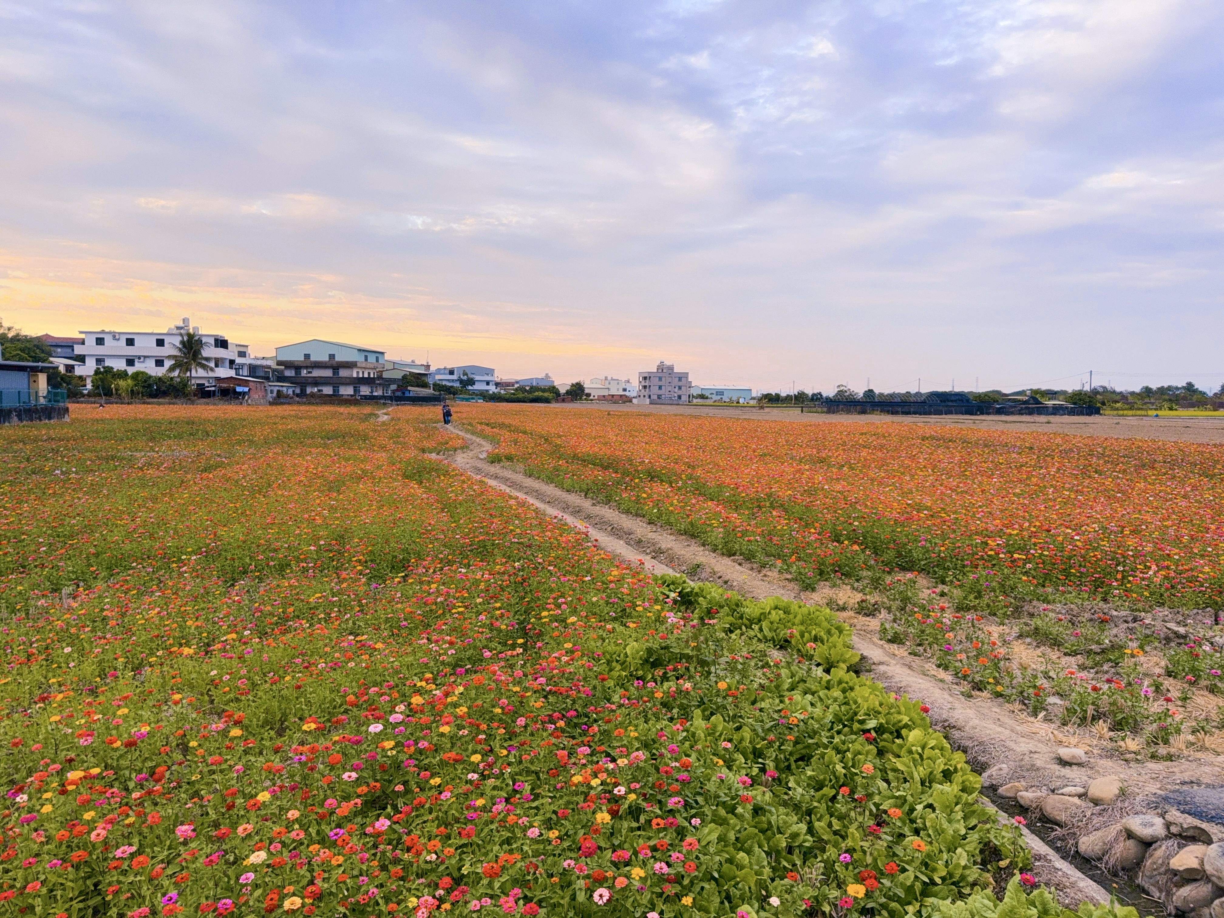 🌼 ｜芬園#百日草花田，彩虹花海浪漫盛開中！
