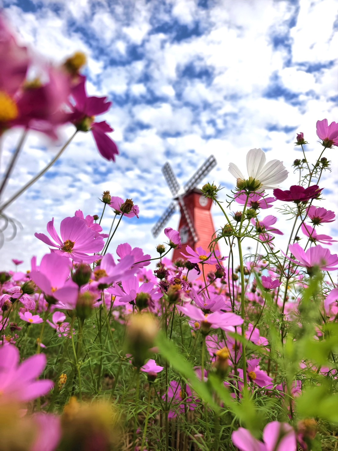 走進秀水金陵的花海時光