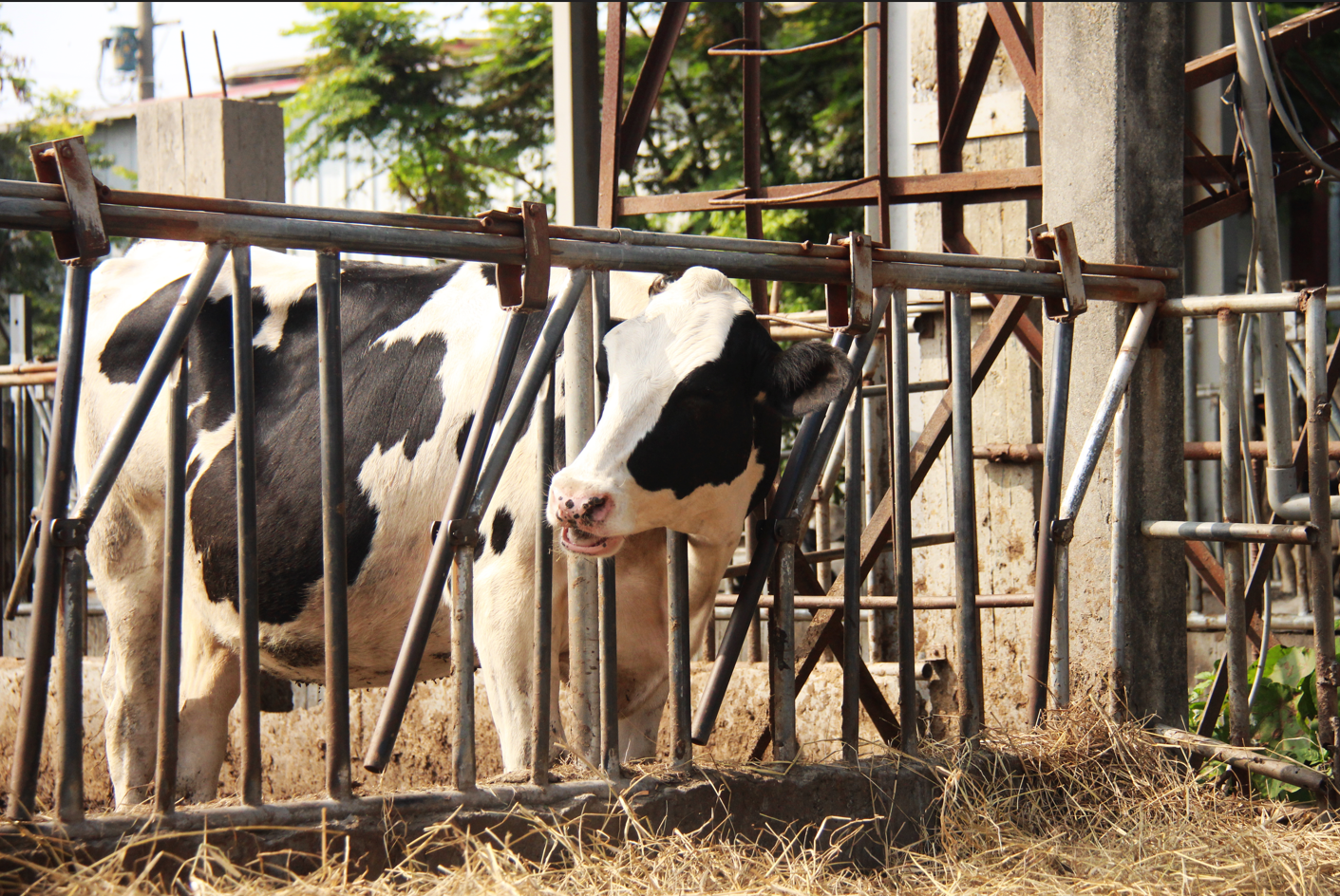 走進秀水金陵的花海時光