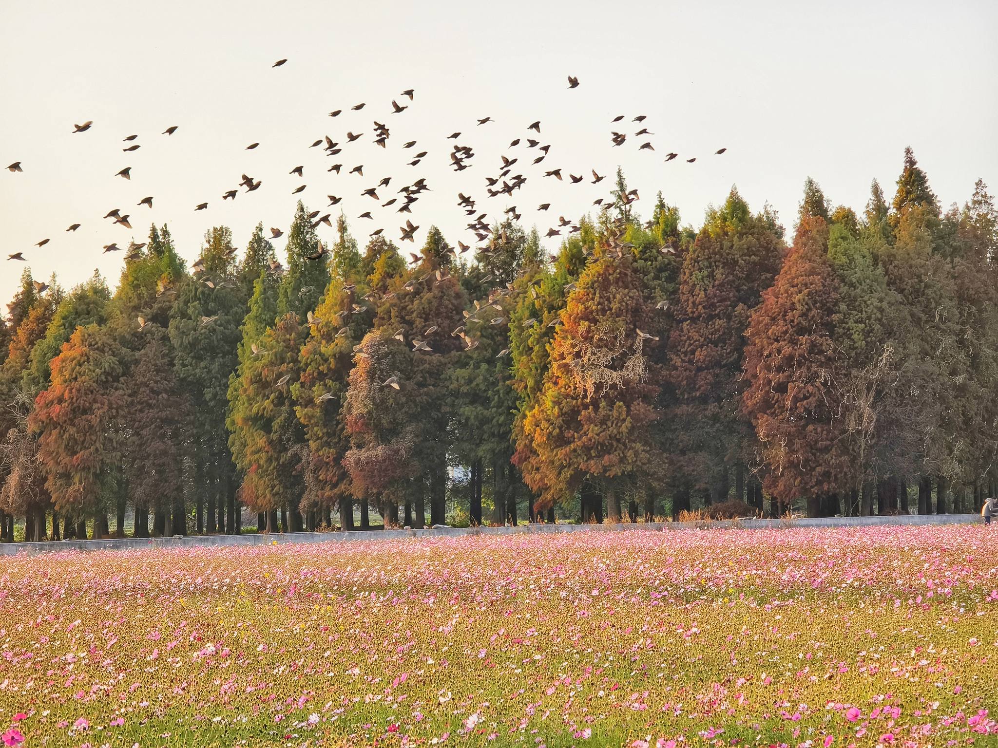 員林南區公園花海