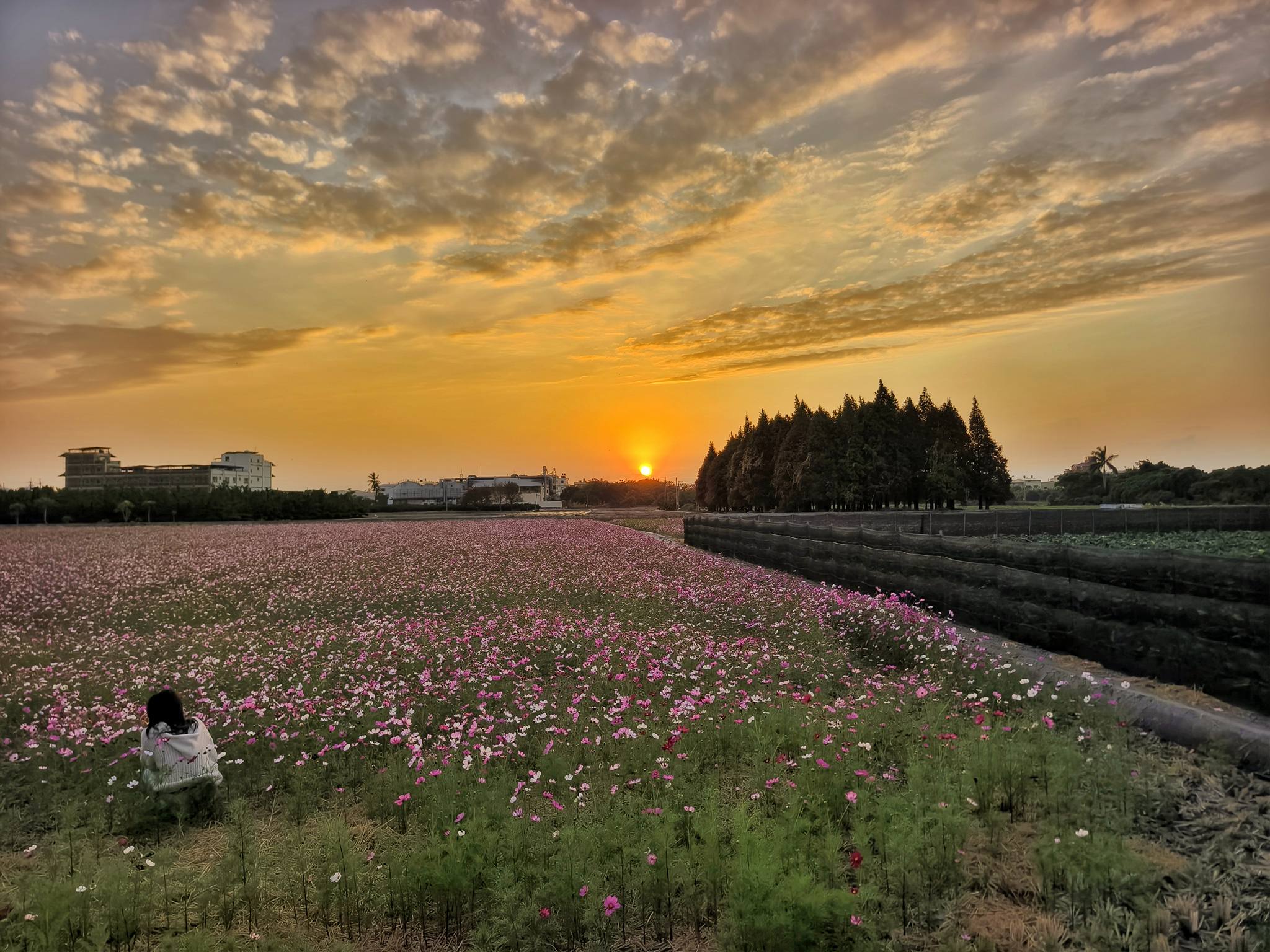 員林南區公園花海