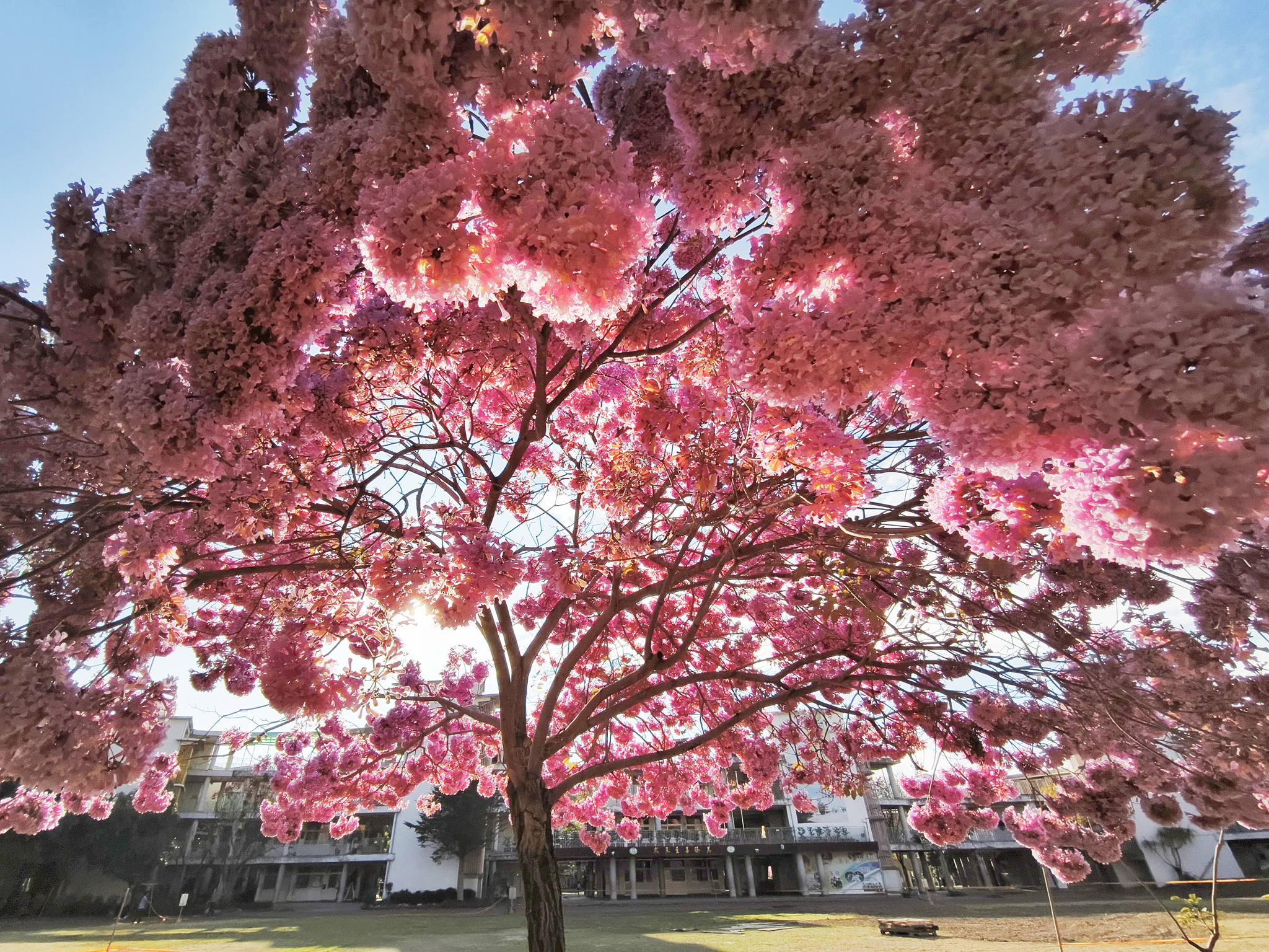 花期限定｜在彰化市區剛剛好的吃喝玩樂