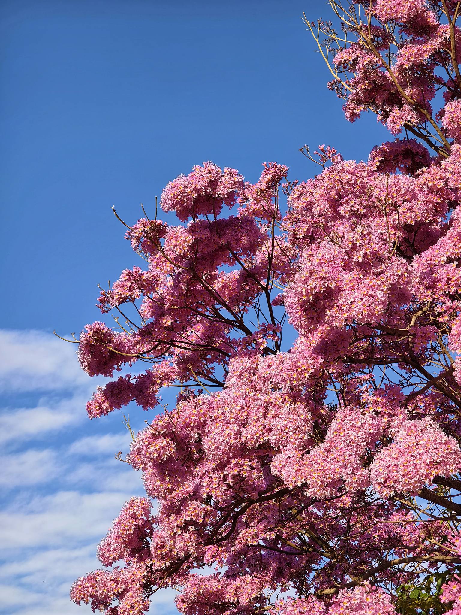 花期限定｜在彰化市區剛剛好的吃喝玩樂